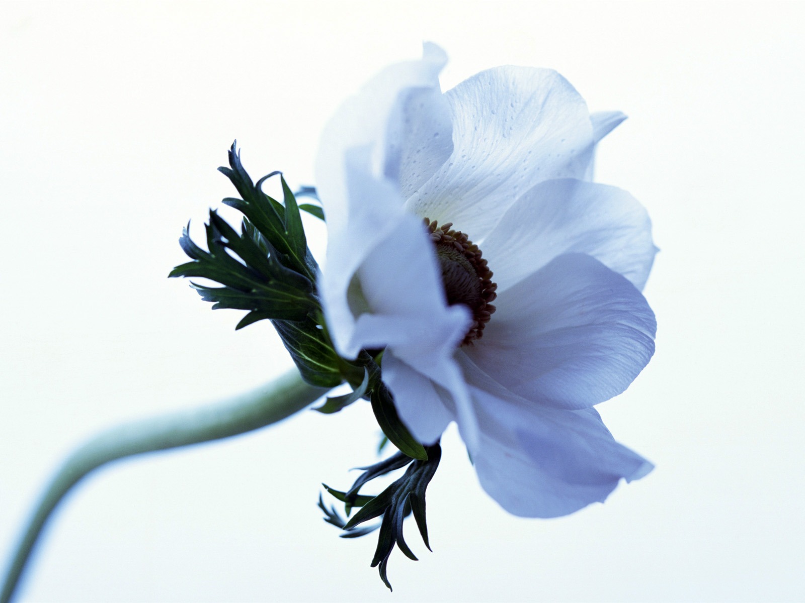 室中花精美壁紙 #10 - 1600x1200