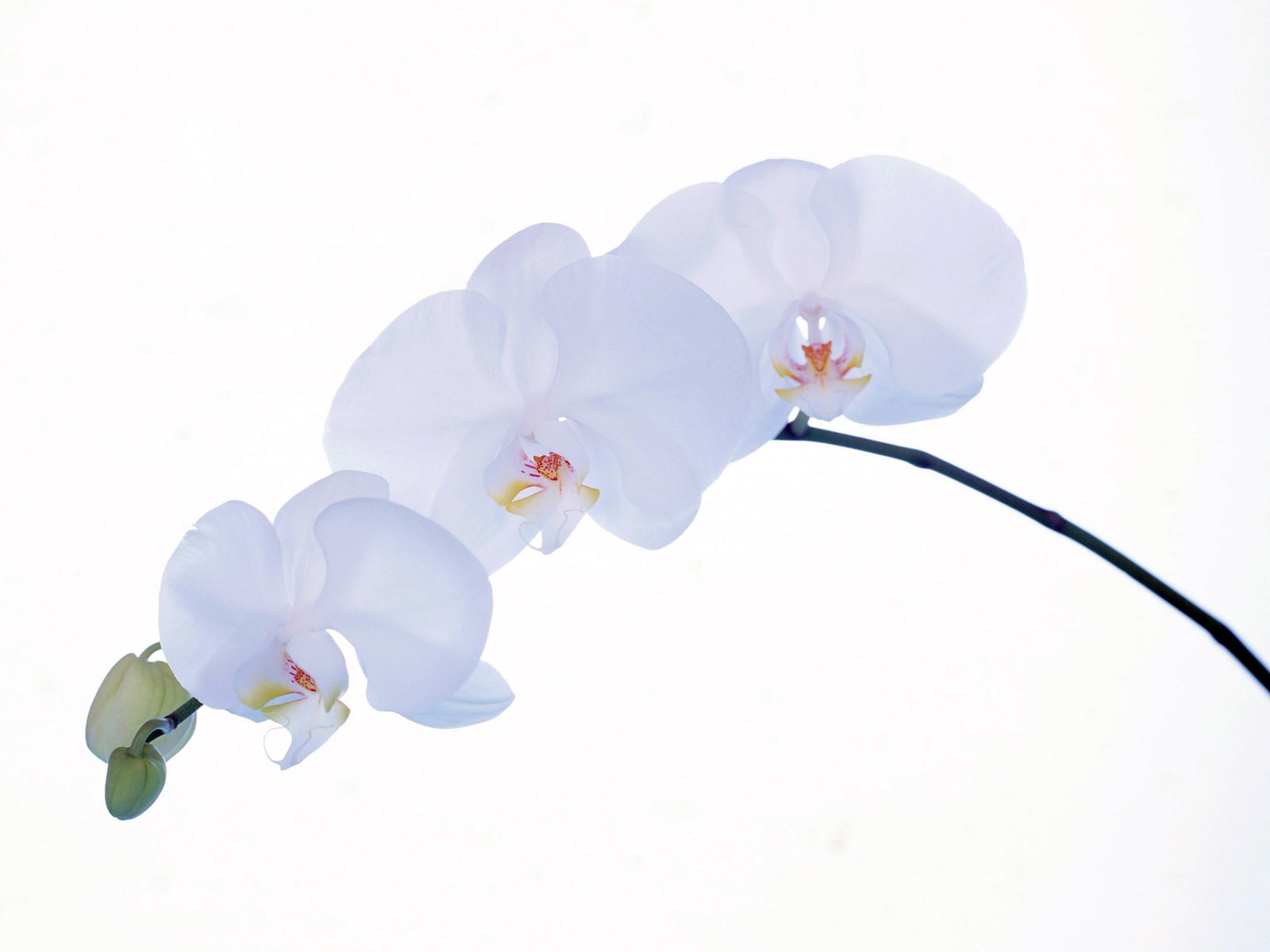 室中花精美壁紙 #32 - 1600x1200