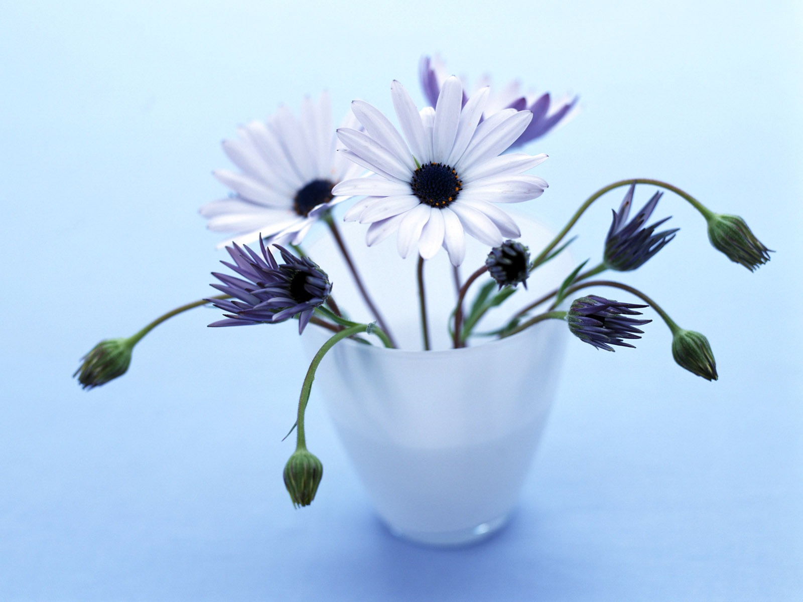 室中花精美壁紙 #40 - 1600x1200