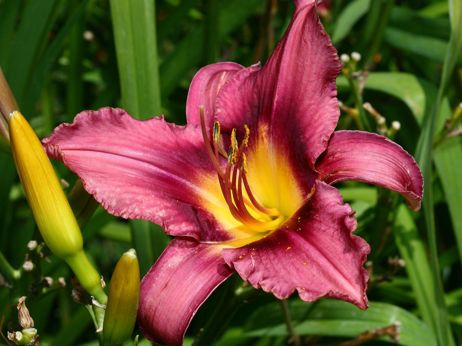 盛開鮮花 高清壁紙 #2 - 1600x1200