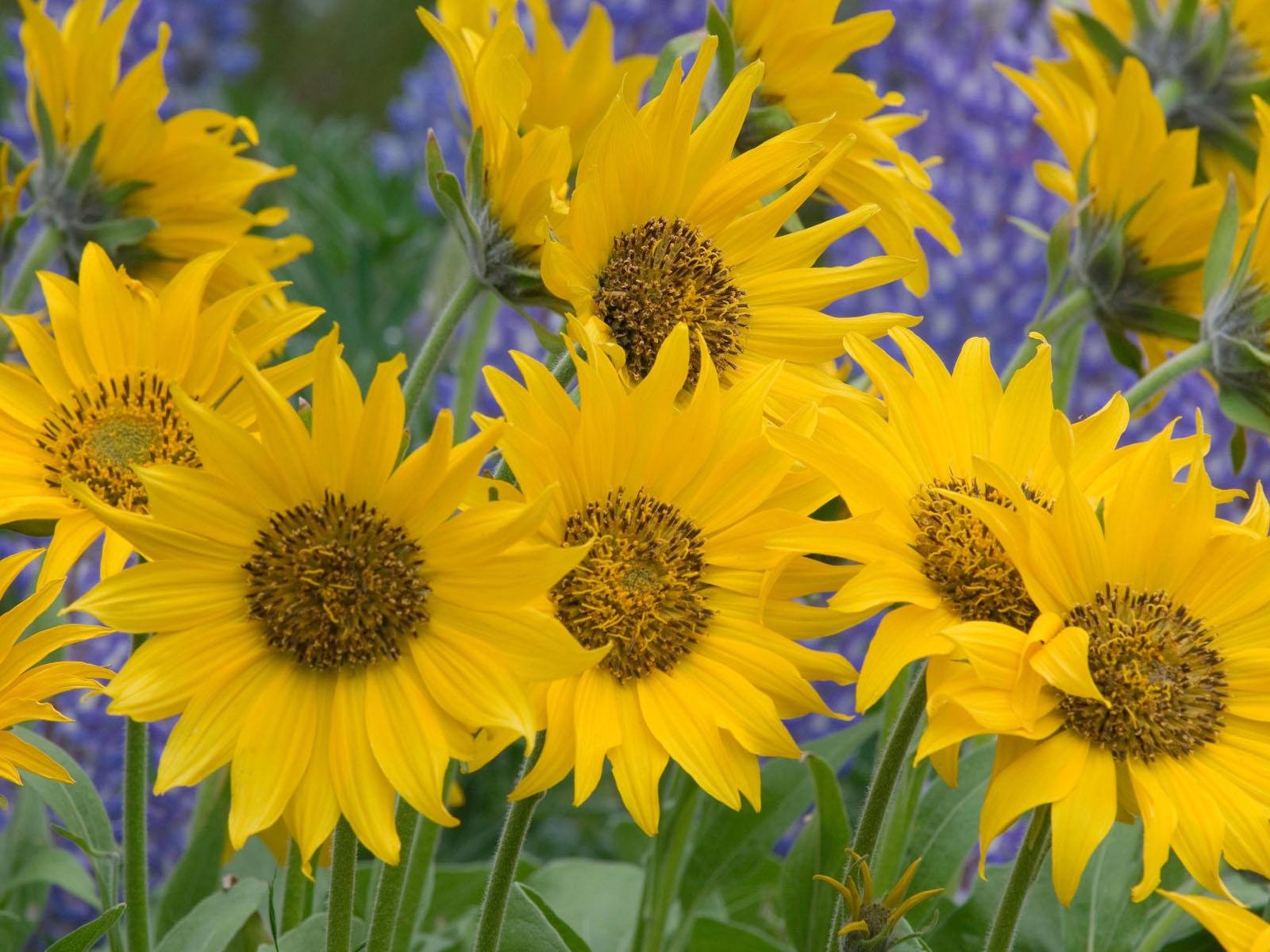 盛開鮮花 高清壁紙 #3 - 1600x1200