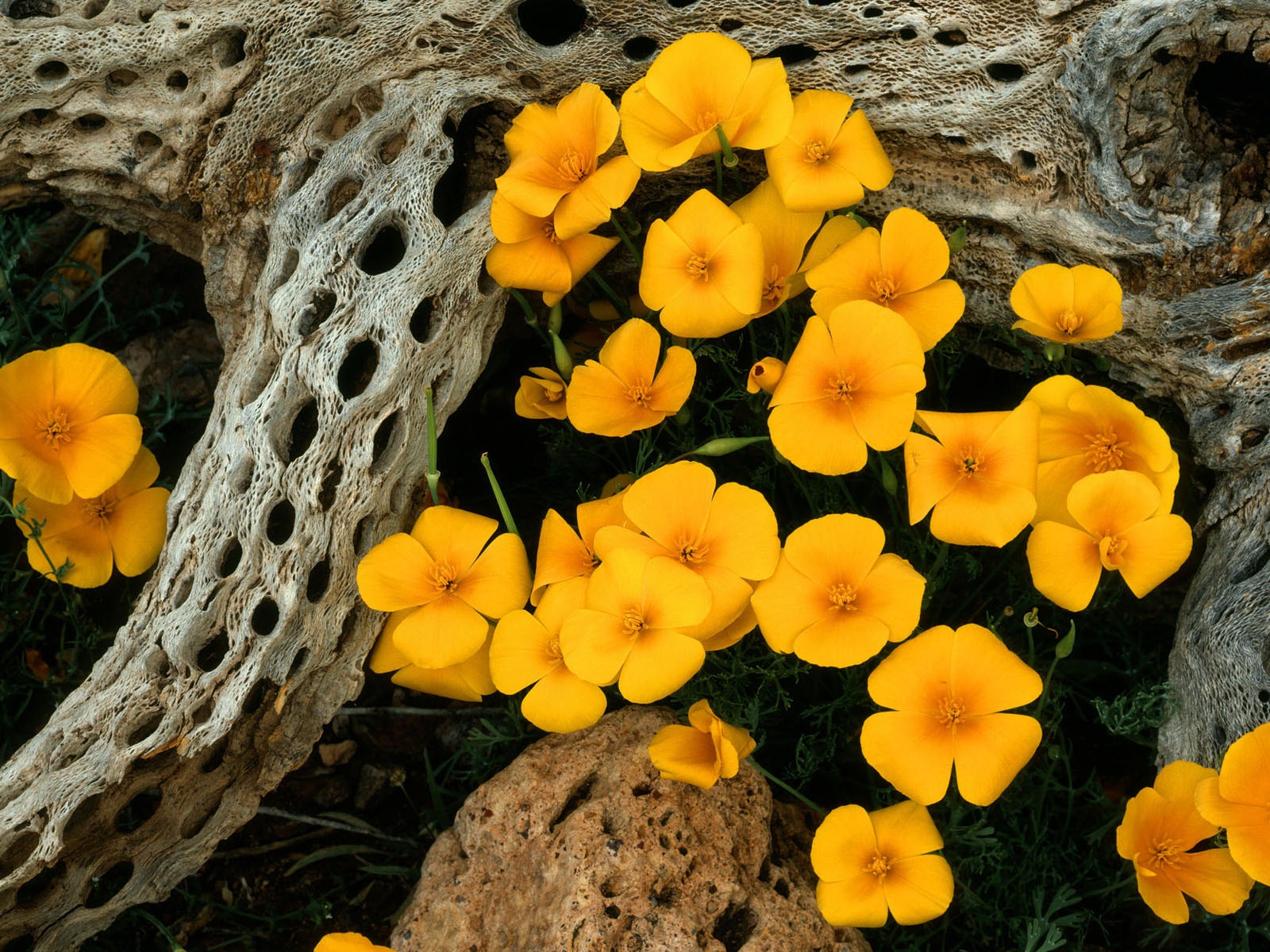 盛開鮮花 高清壁紙 #6 - 1600x1200