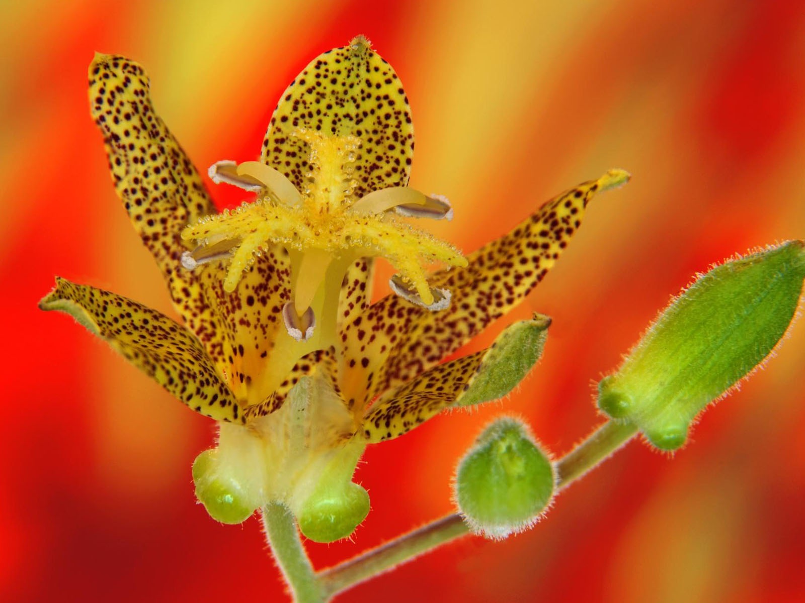 盛開鮮花 高清壁紙 #7 - 1600x1200