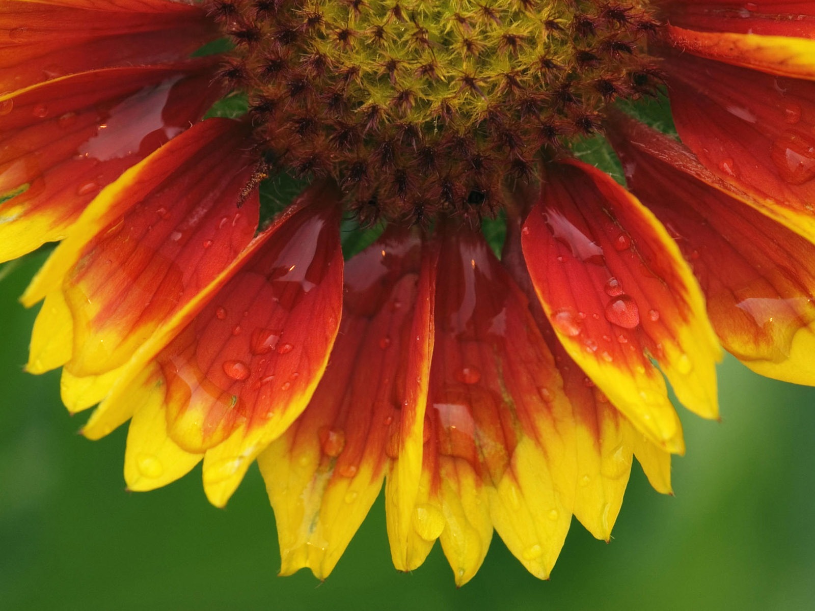 盛開鮮花 高清壁紙 #9 - 1600x1200