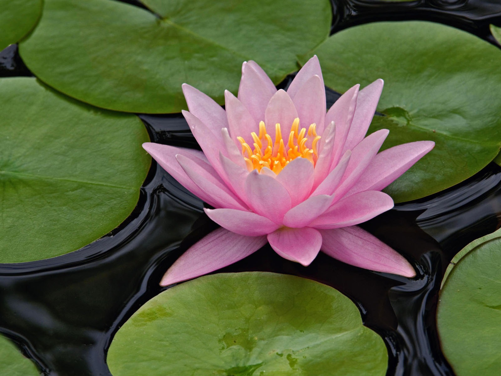 盛開鮮花 高清壁紙 #21 - 1600x1200