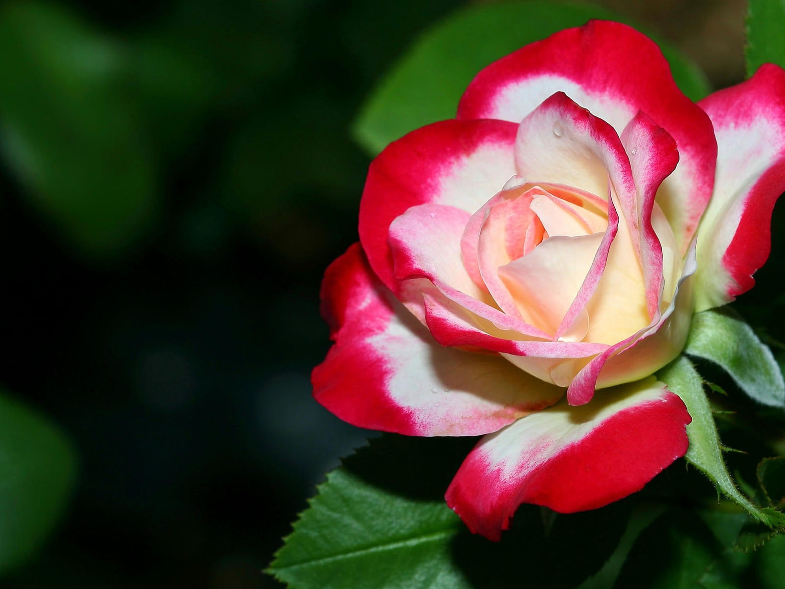 盛開鮮花 高清壁紙 #25 - 1600x1200