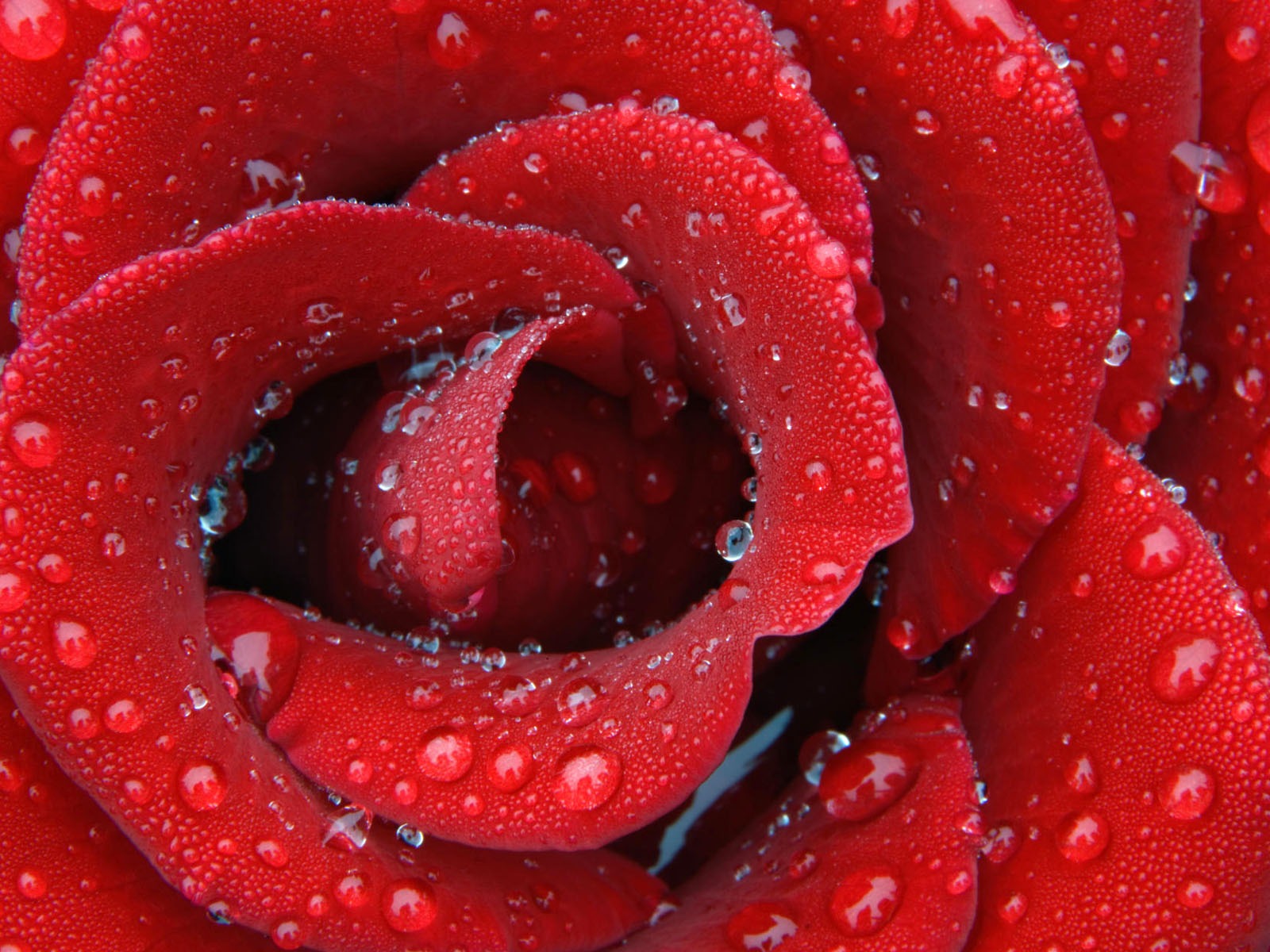 盛開鮮花 高清壁紙 #26 - 1600x1200