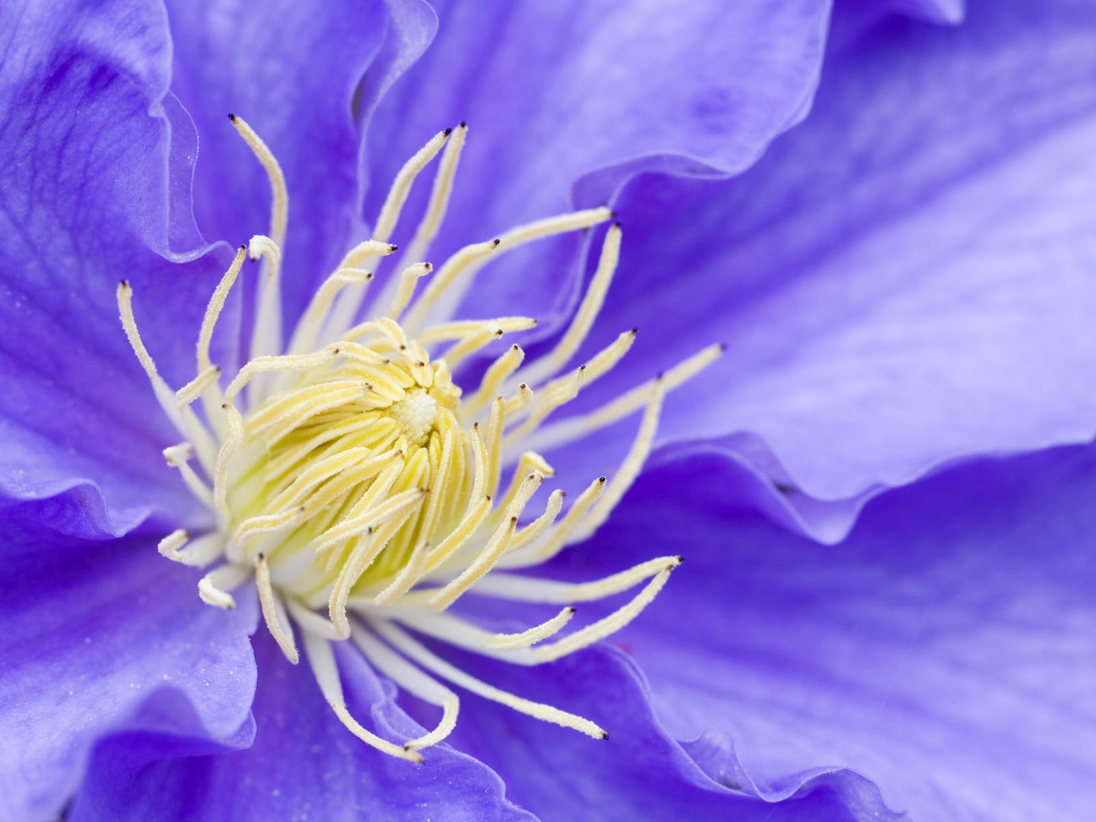 盛開鮮花 高清壁紙 #27 - 1600x1200
