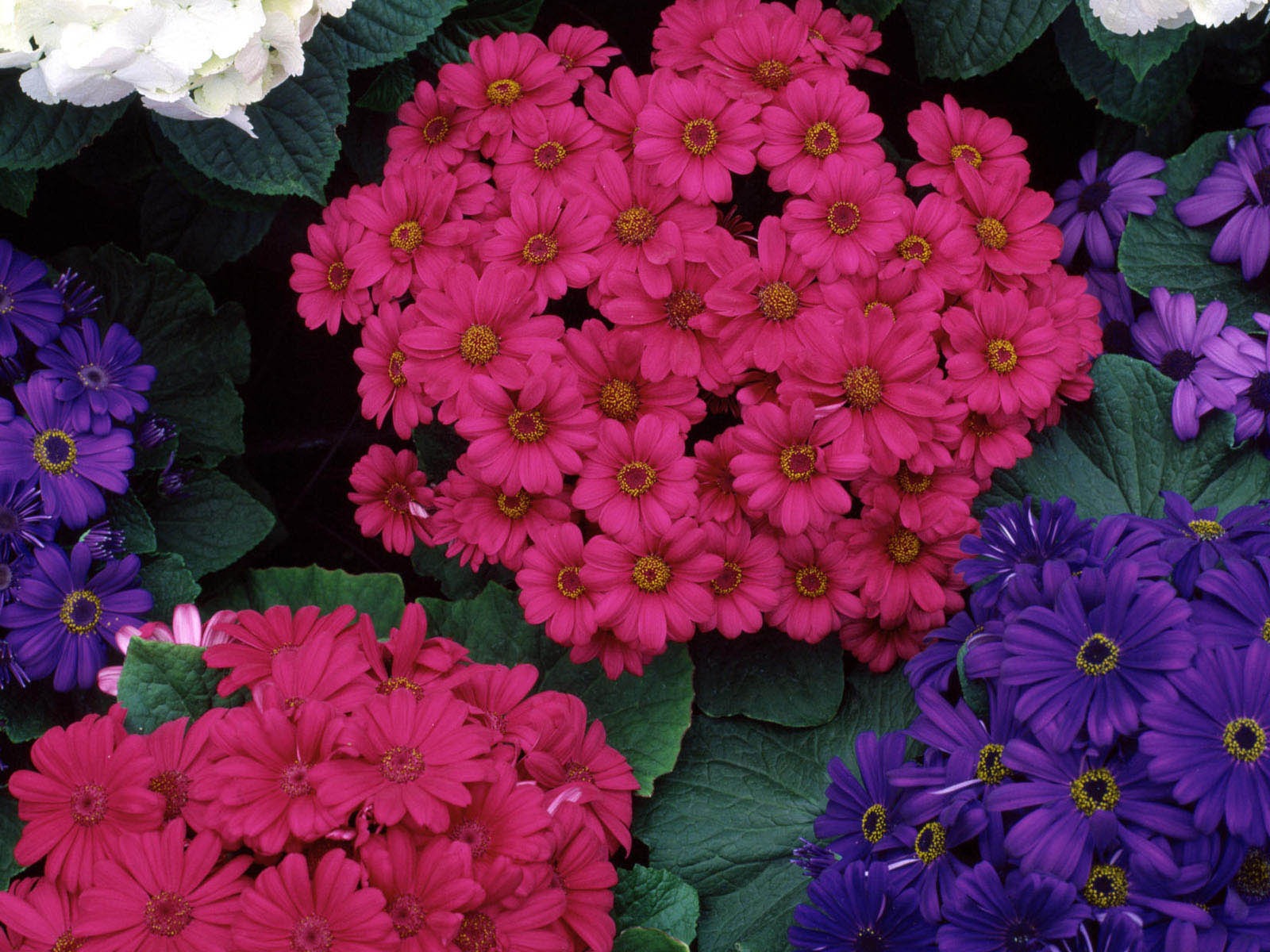盛開鮮花 高清壁紙 #28 - 1600x1200
