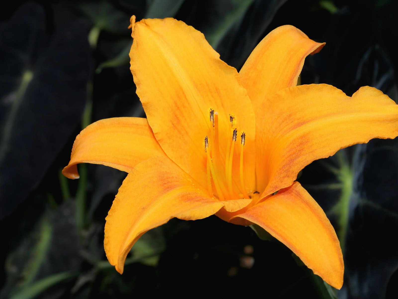 盛開鮮花 高清壁紙 #36 - 1600x1200