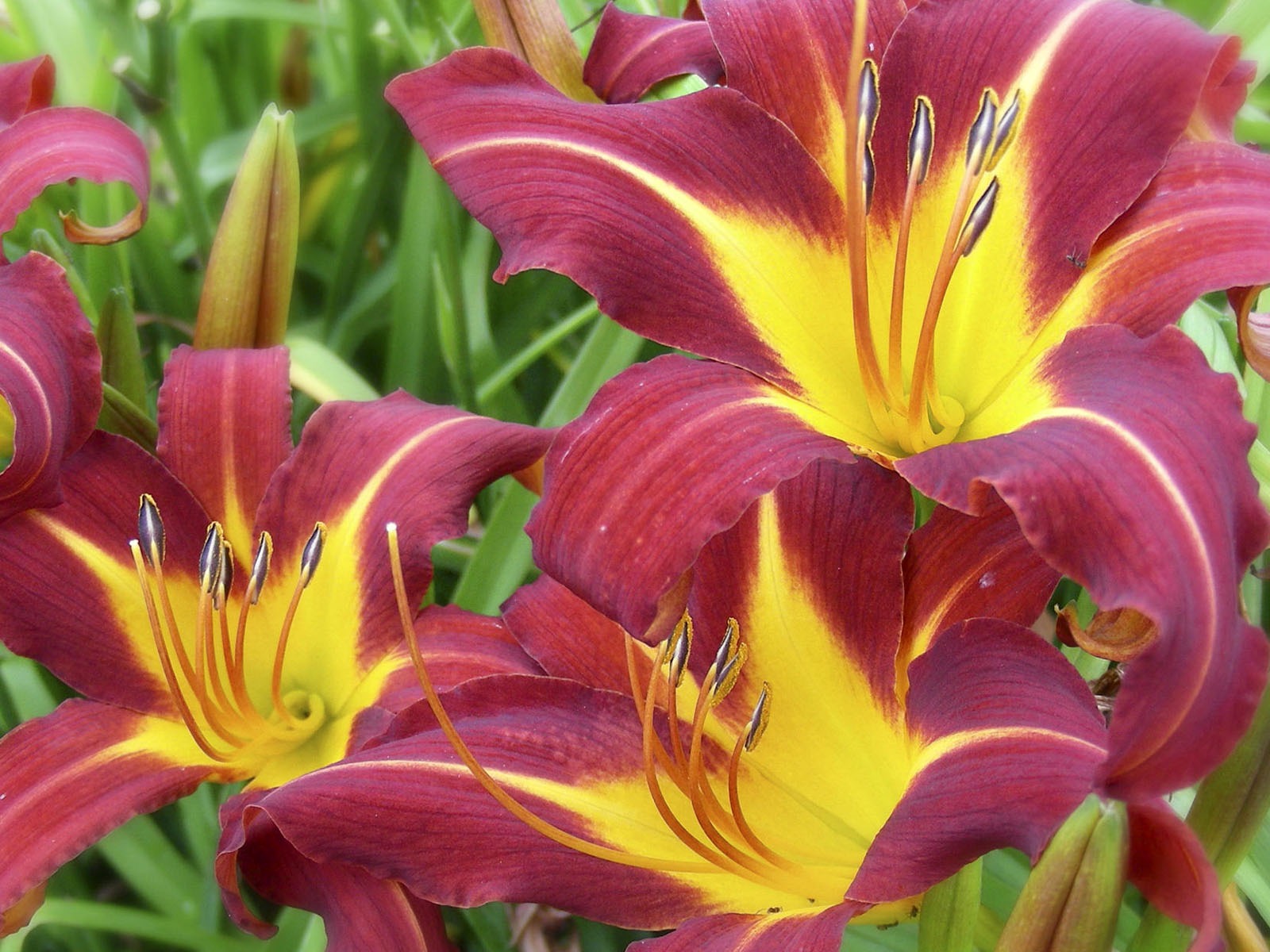 盛開鮮花 高清壁紙 #37 - 1600x1200