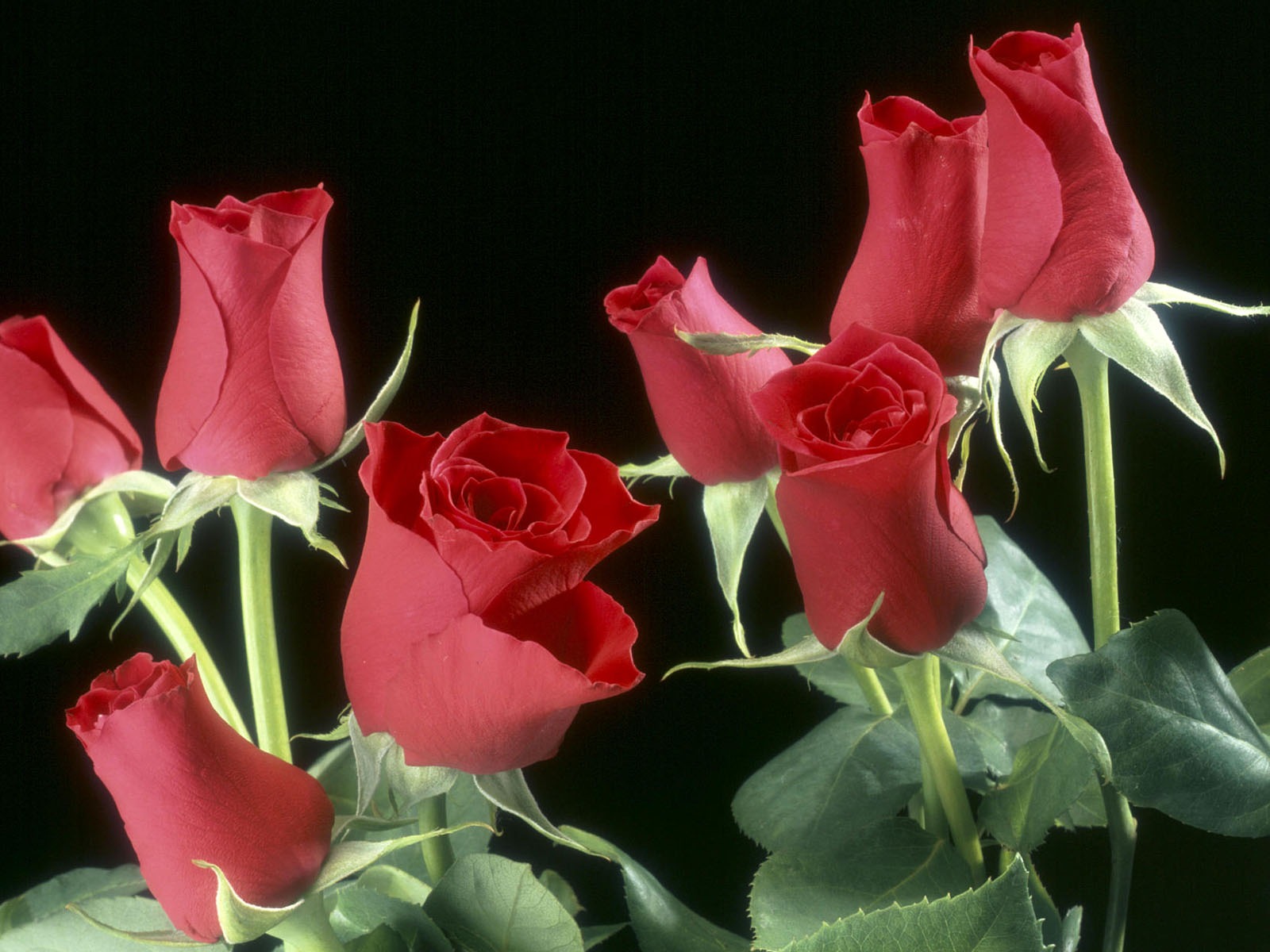 盛開鮮花 高清壁紙 #38 - 1600x1200