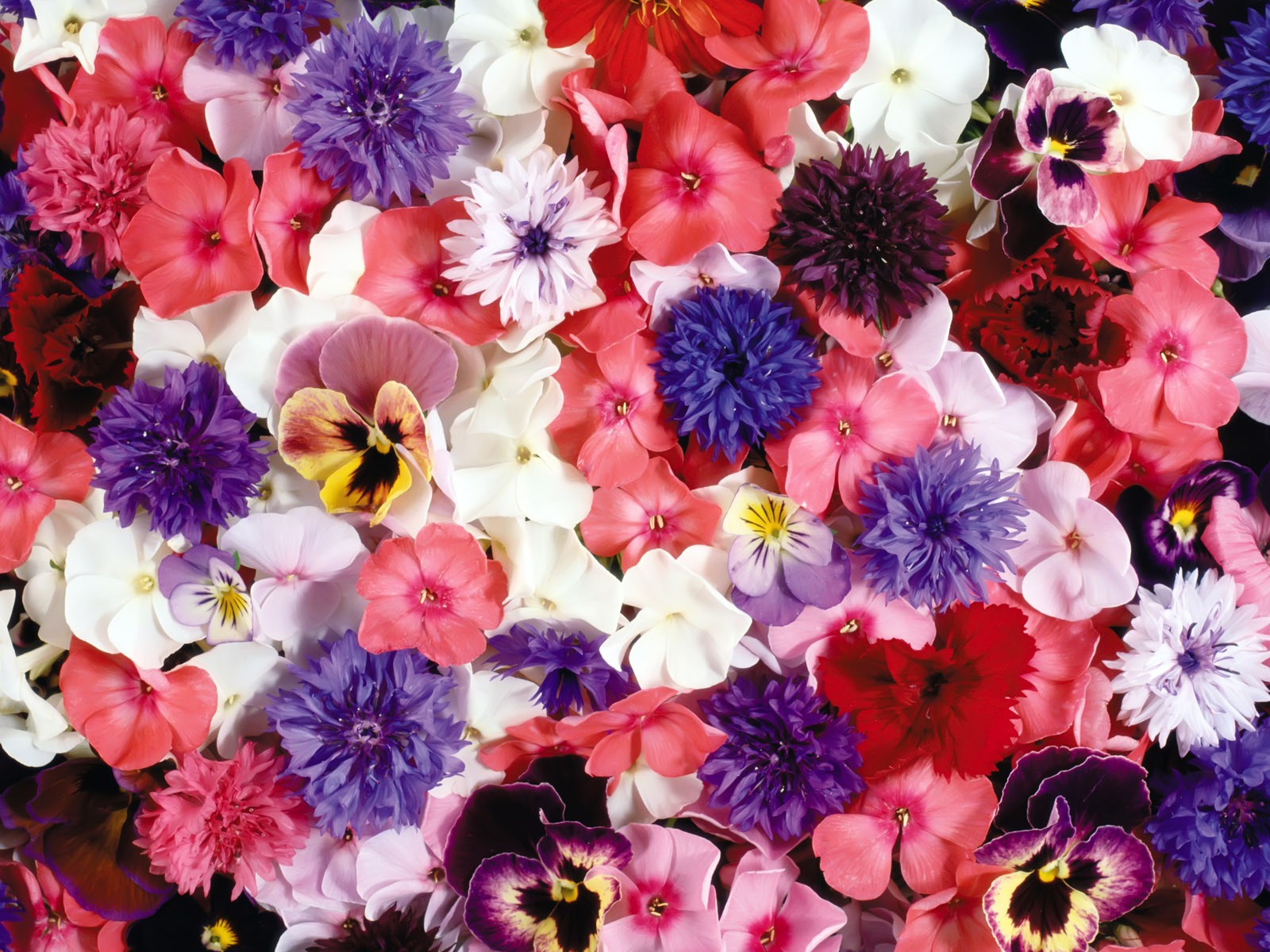 아름다운 꽃으로 배경 화면을 둘러싸 #1 - 1600x1200