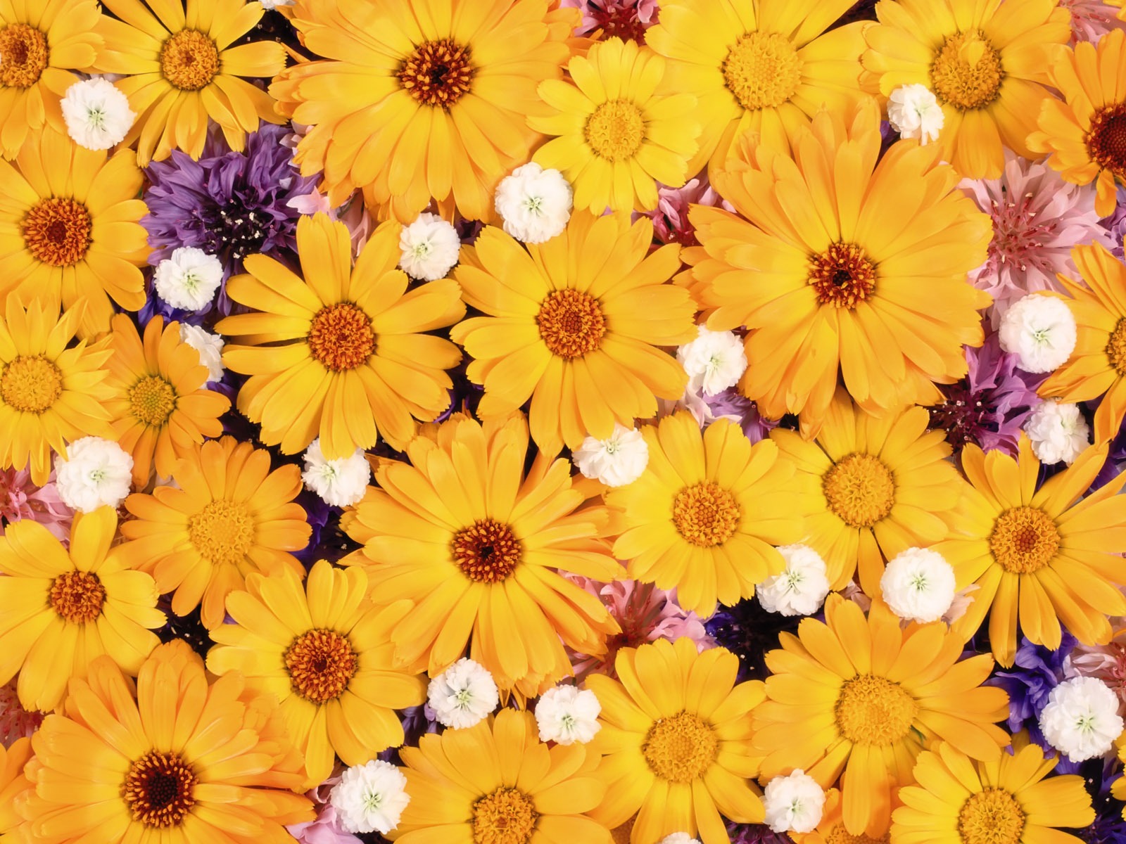 아름다운 꽃으로 배경 화면을 둘러싸 #4 - 1600x1200