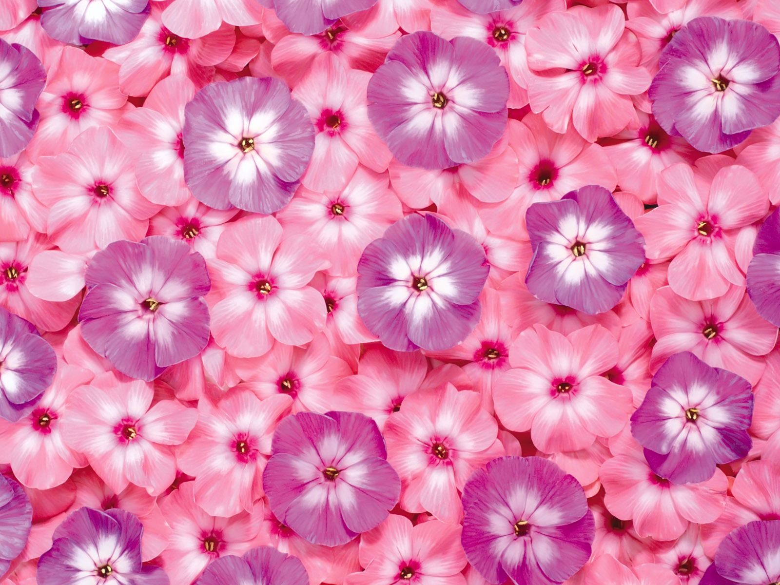 Surrounded by stunning flowers wallpaper #5 - 1600x1200