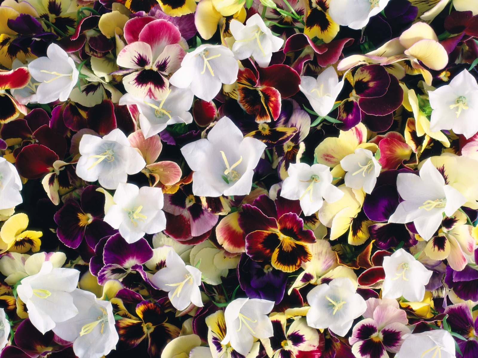 아름다운 꽃으로 배경 화면을 둘러싸 #8 - 1600x1200