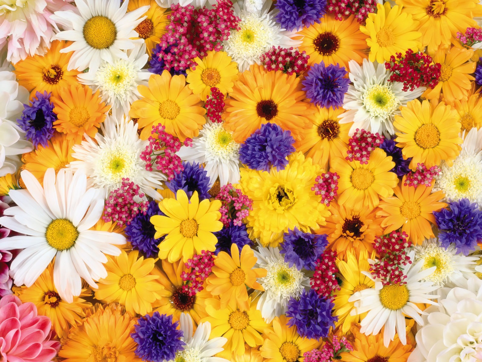 아름다운 꽃으로 배경 화면을 둘러싸 #10 - 1600x1200