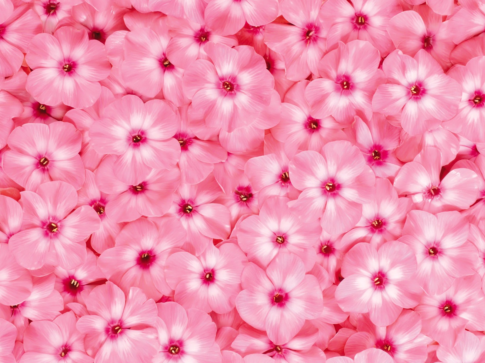 아름다운 꽃으로 배경 화면을 둘러싸 #14 - 1600x1200