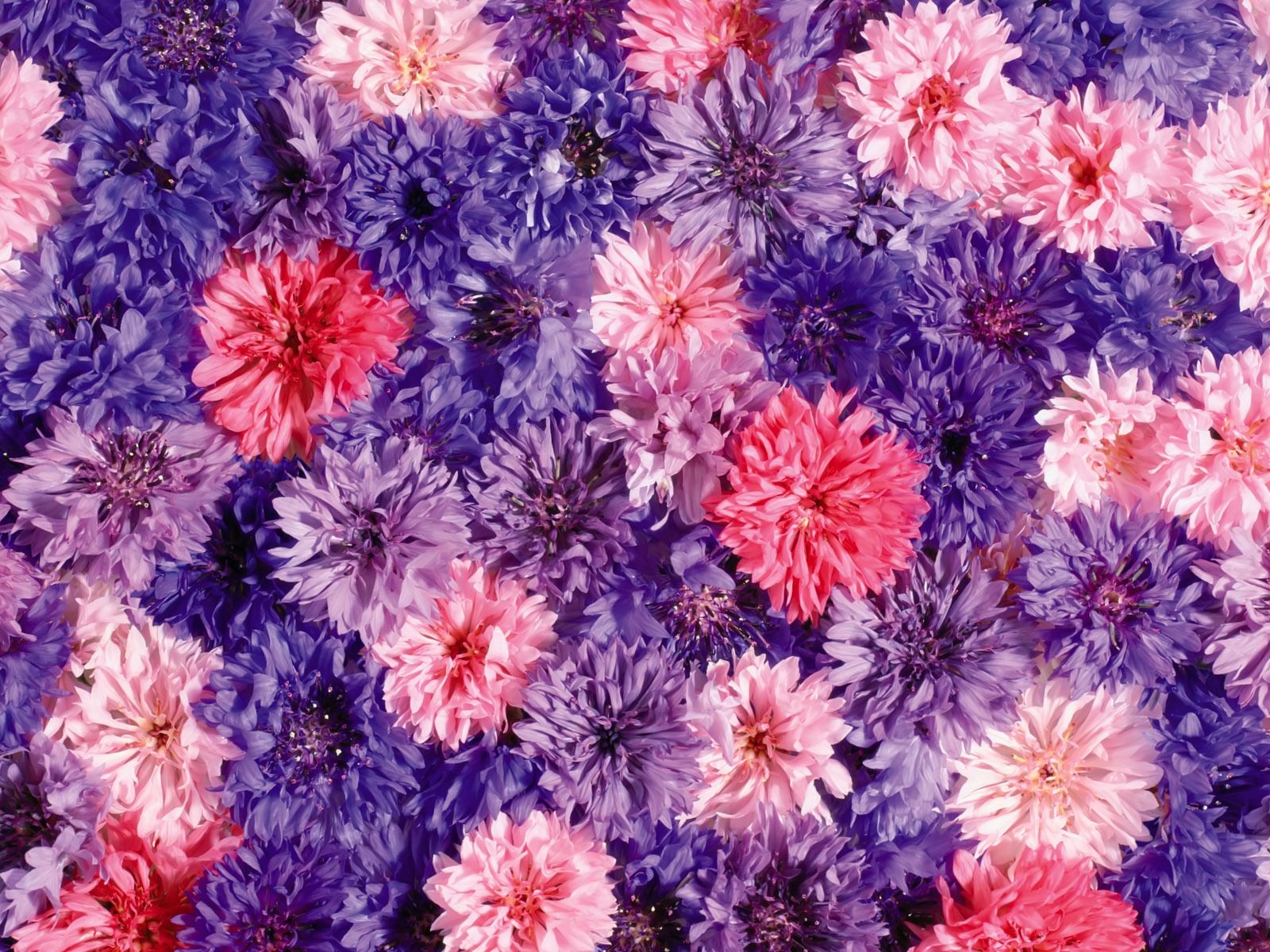 아름다운 꽃으로 배경 화면을 둘러싸 #15 - 1600x1200