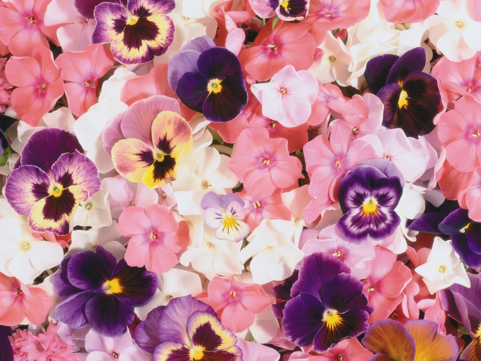 아름다운 꽃으로 배경 화면을 둘러싸 #19 - 1600x1200