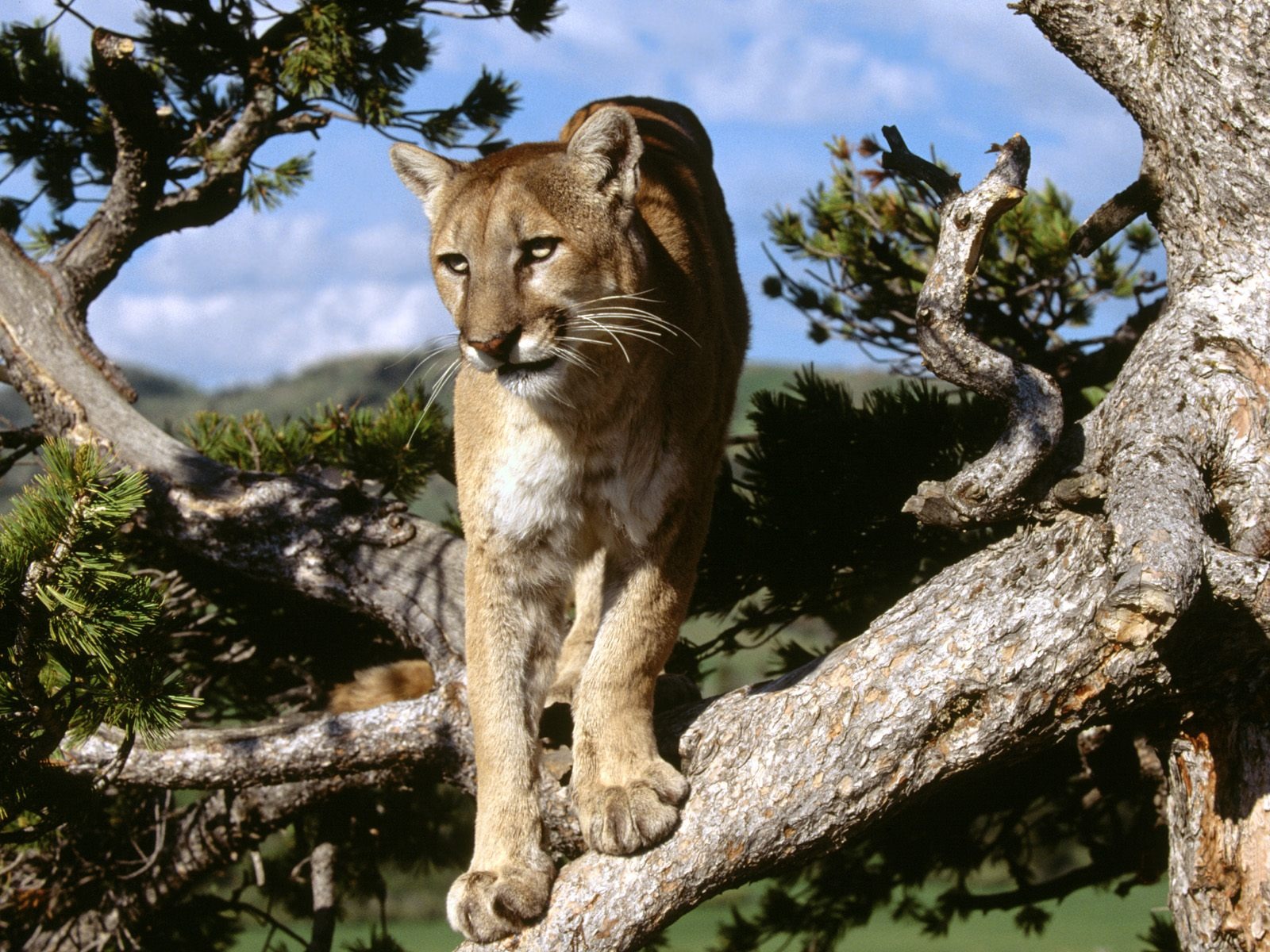 精彩動物世界壁紙 #5 - 1600x1200