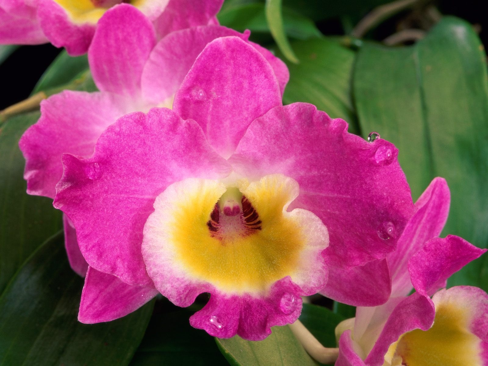 鮮花特寫(五) #5 - 1600x1200