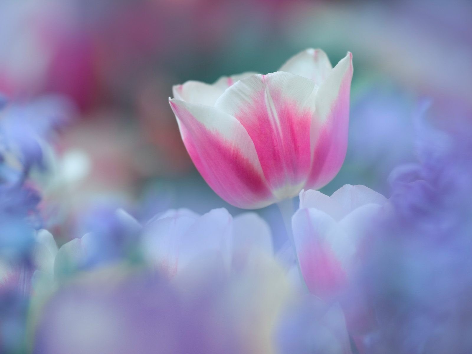 鮮花特寫(五) #8 - 1600x1200