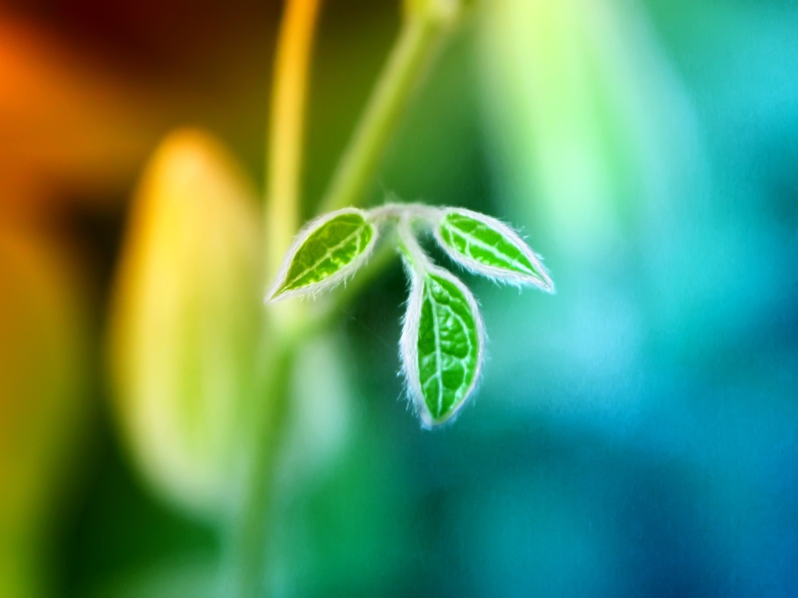 寬屏高清植物壁紙 #1 - 1600x1200