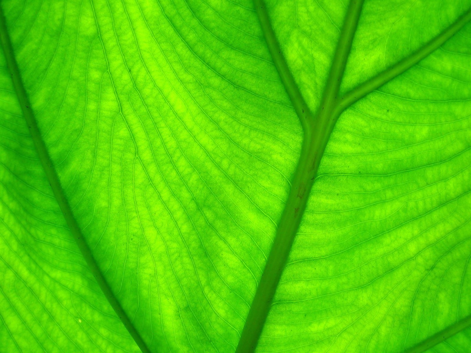 寬屏高清植物壁紙 #5 - 1600x1200