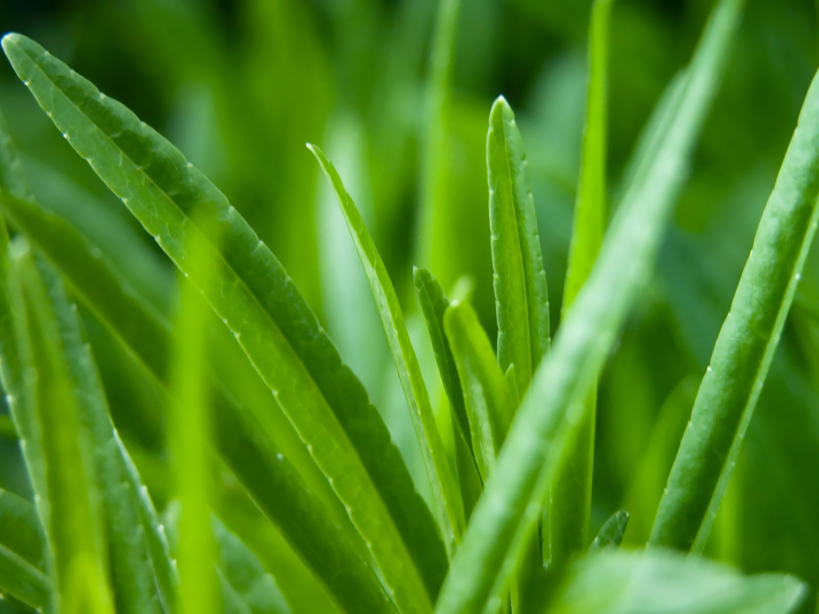 寬屏高清植物壁紙 #6 - 1600x1200