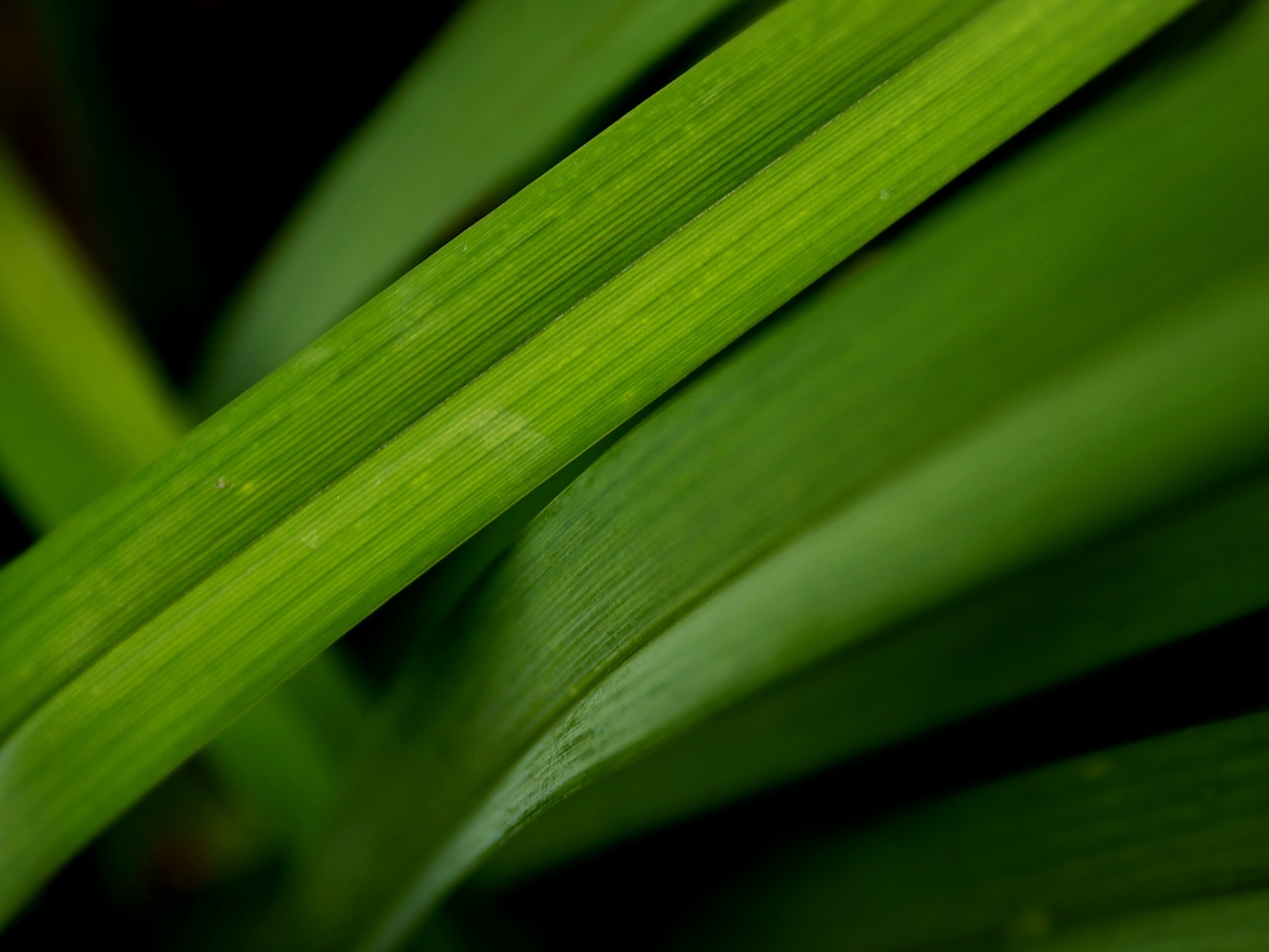 寬屏高清植物壁紙 #19 - 1600x1200