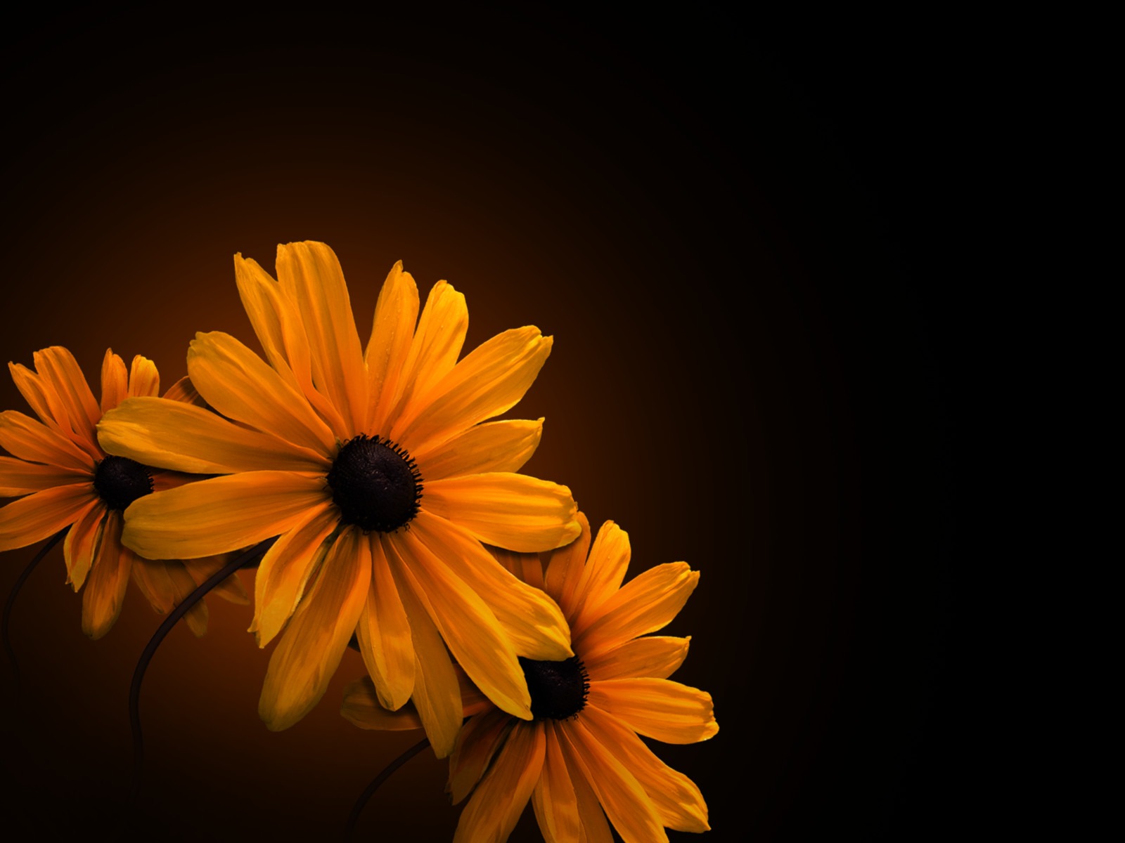 Widescreen HD wallpapers plantes #28 - 1600x1200