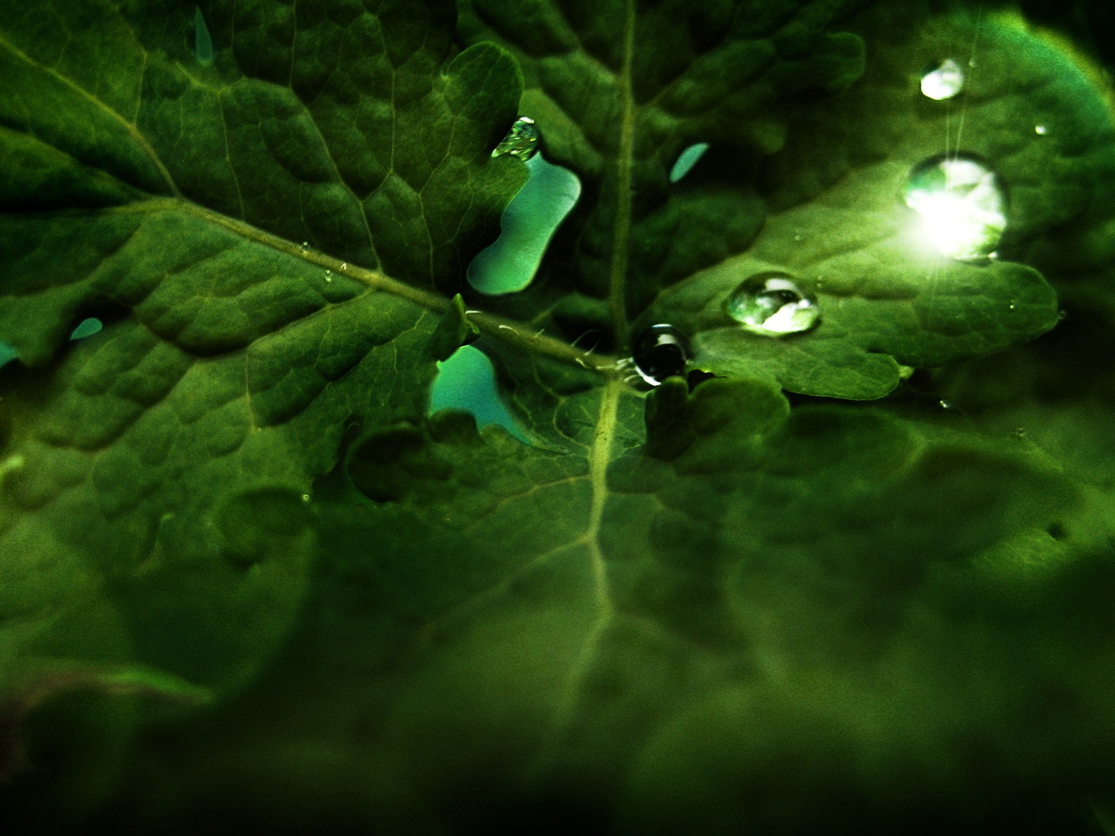 Widescreen HD wallpapers Plants #29 - 1600x1200