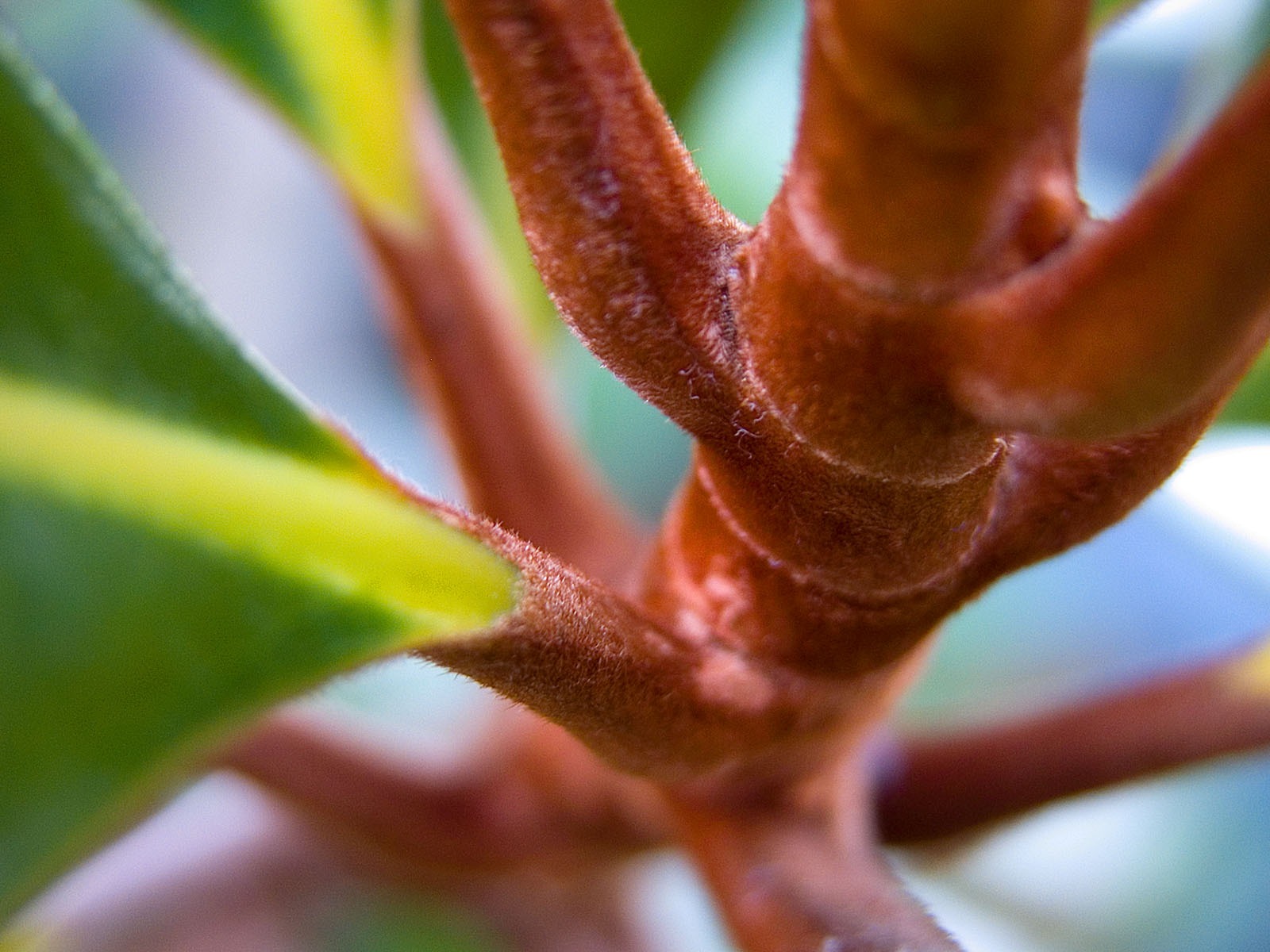 寬屏高清植物壁紙 #31 - 1600x1200