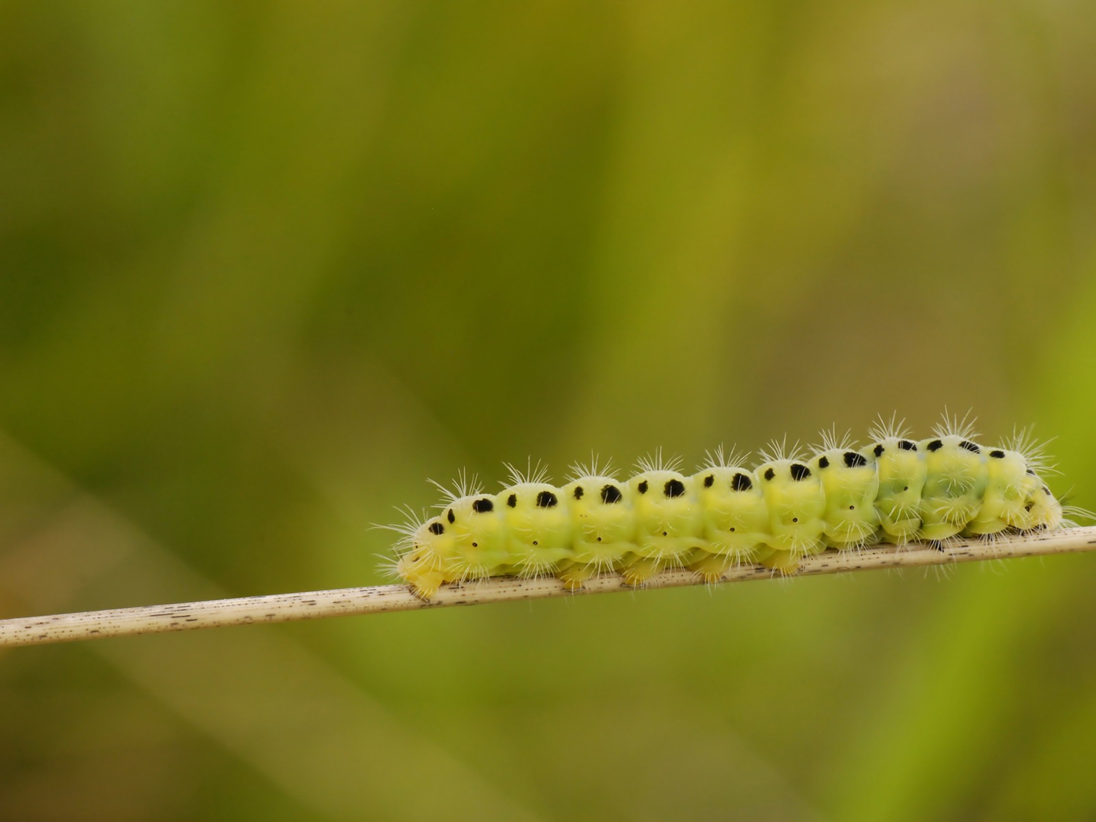 寬屏高清植物壁紙 #32 - 1600x1200