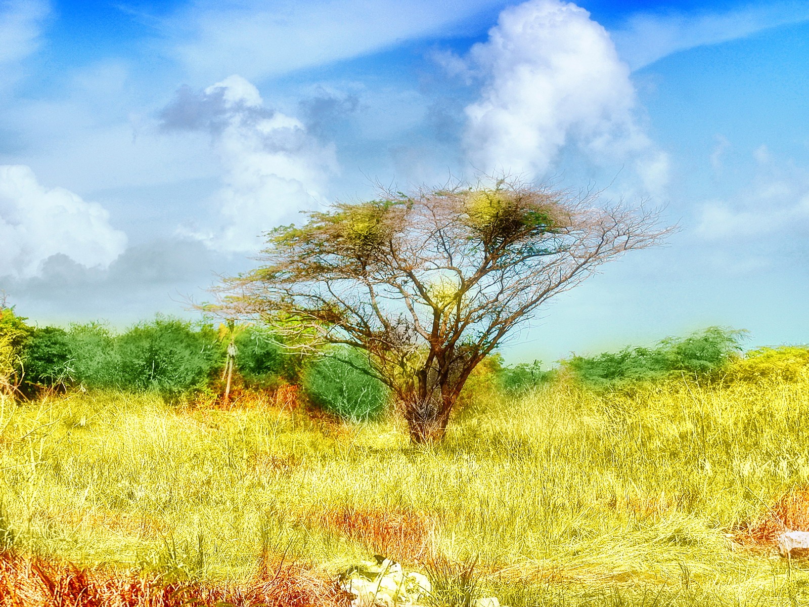 寬屏高清植物壁紙 #33 - 1600x1200