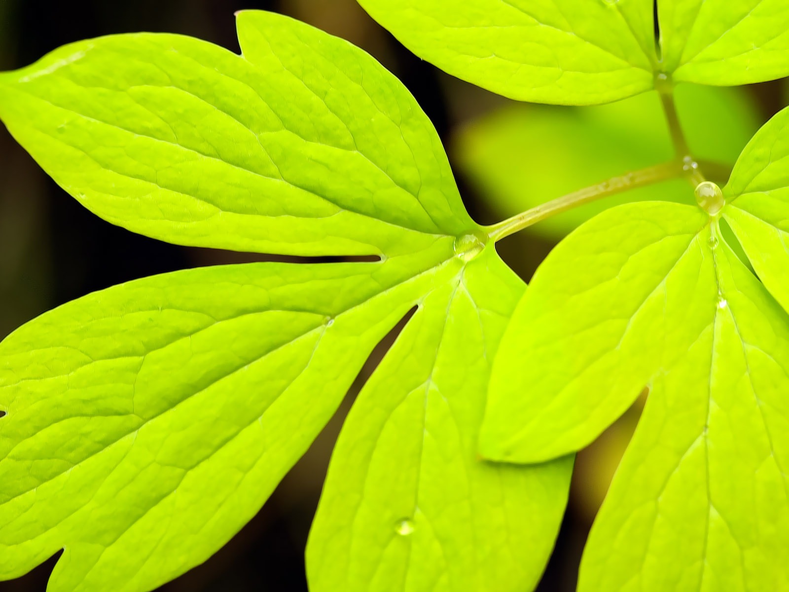 寬屏高清植物壁紙 #38 - 1600x1200