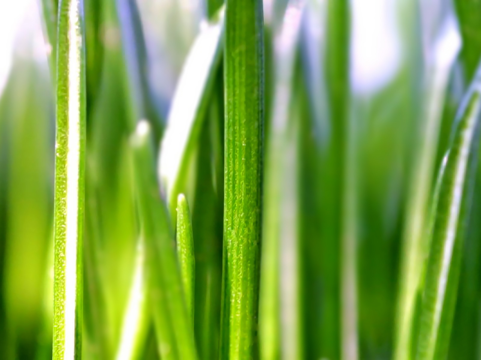 寬屏高清植物壁紙 #39 - 1600x1200
