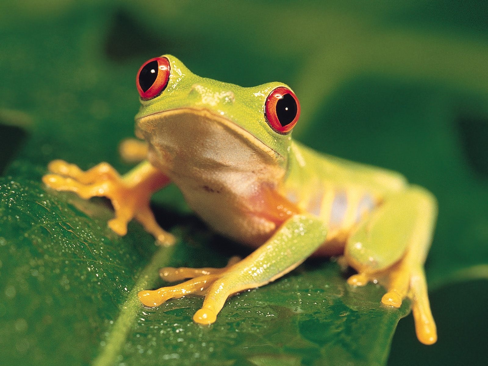 Webshots Animal Wallpapers (3) #7 - 1600x1200
