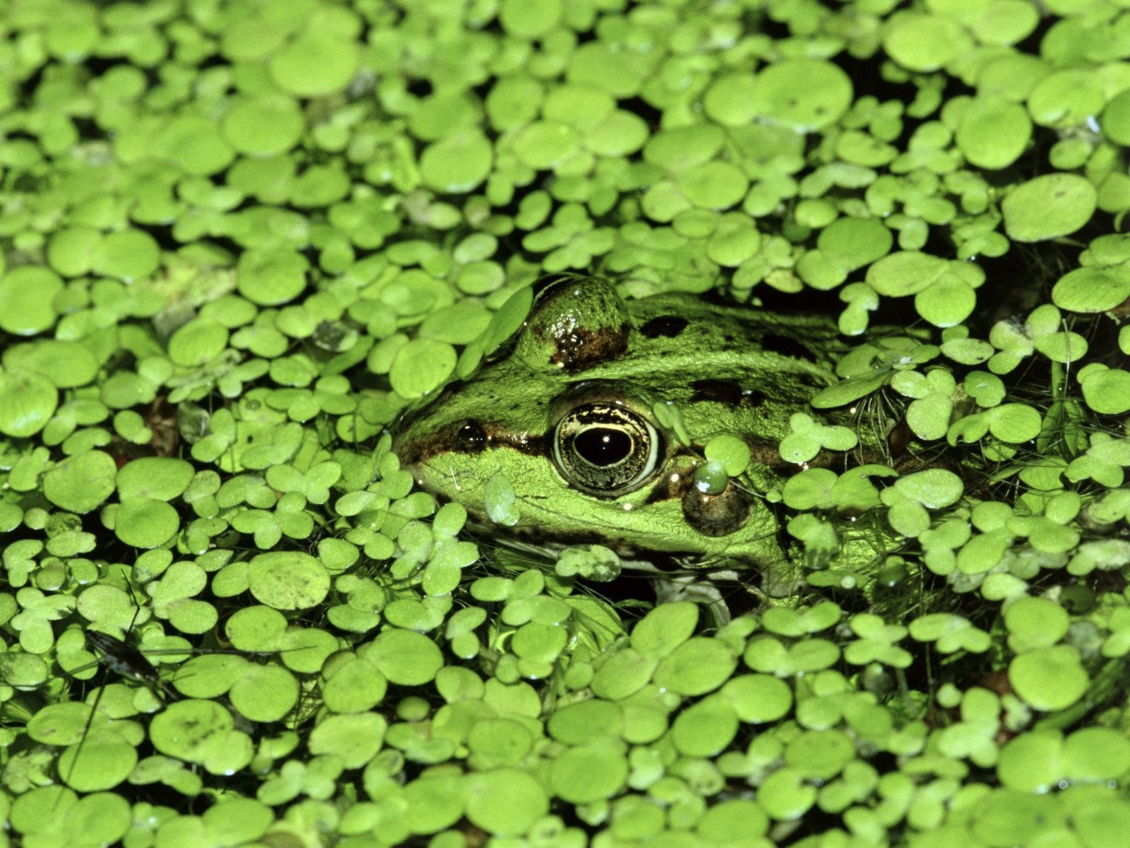 Webshots Animal Wallpapers (3) #9 - 1600x1200