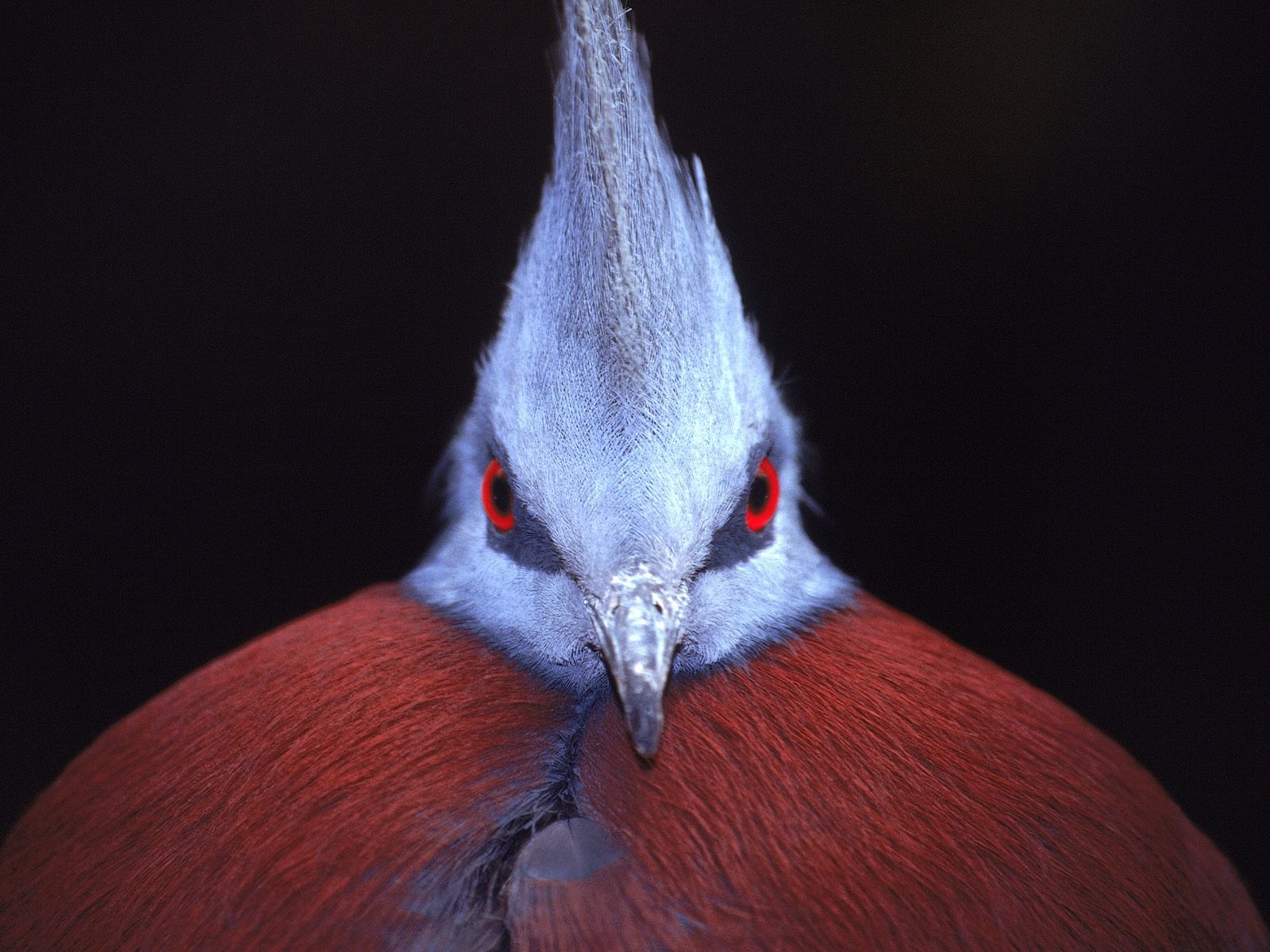 Webshots動物壁紙(三) #29 - 1600x1200