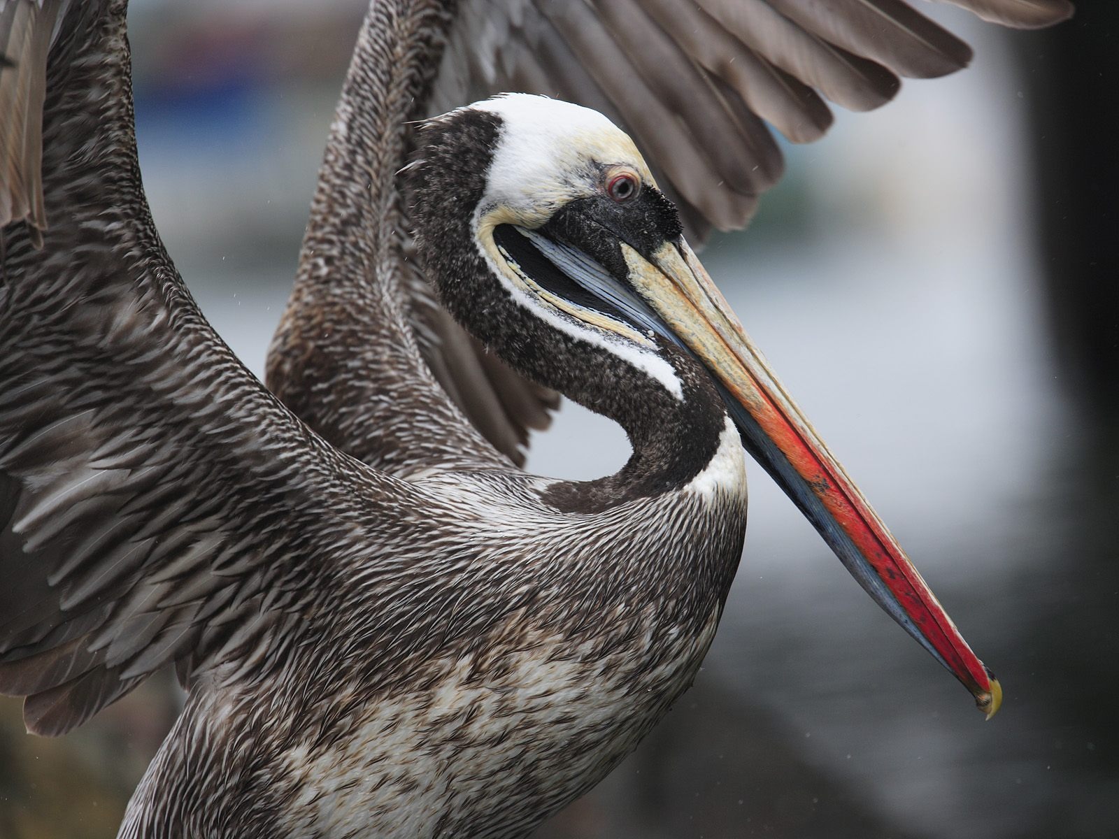 Webshots動物壁紙(三) #30 - 1600x1200