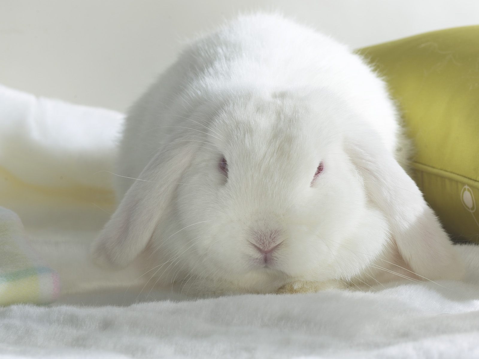 Webshots動物壁紙(三) #40 - 1600x1200