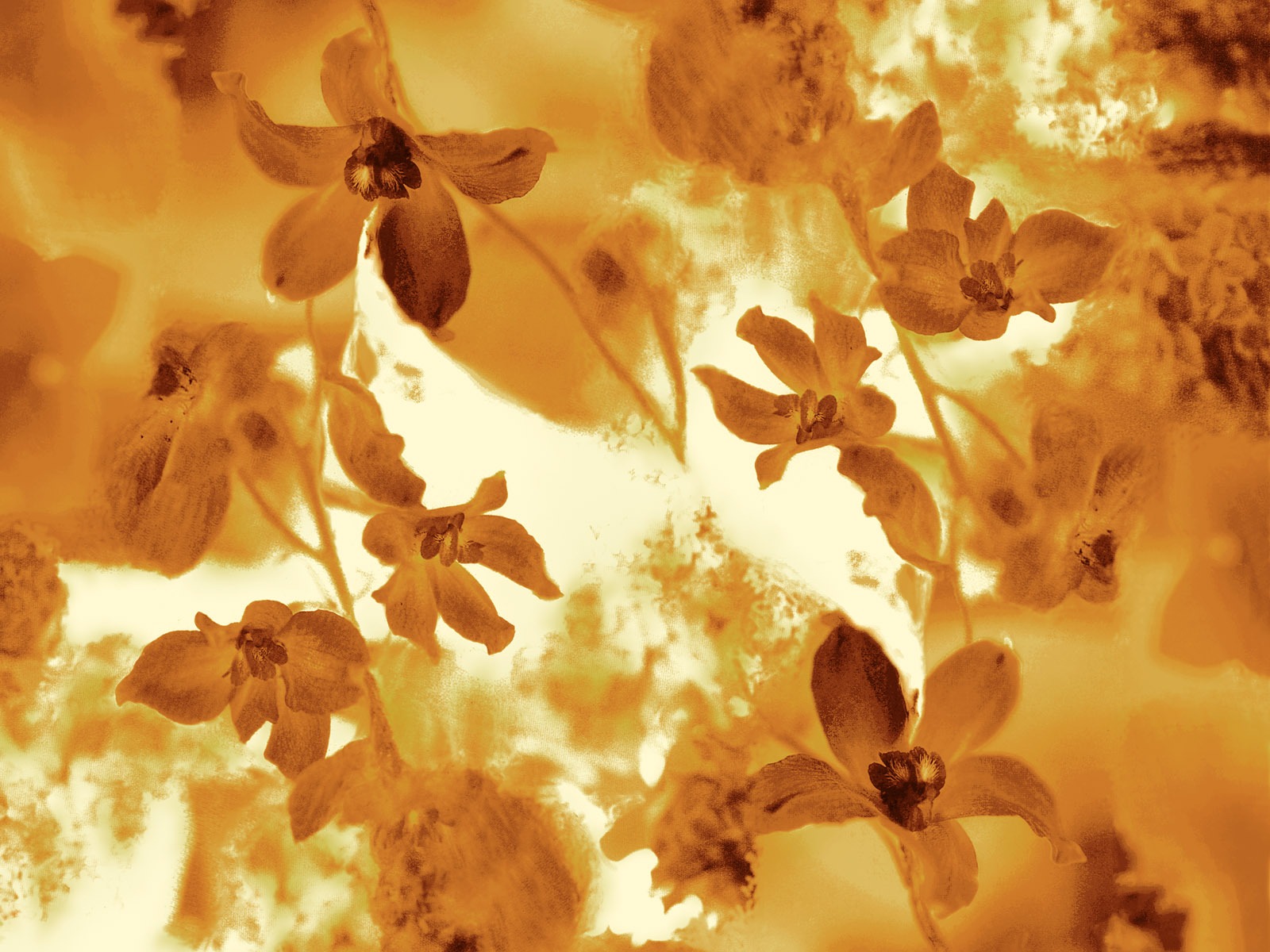 절묘한 잉크 꽃 배경 화면 #15 - 1600x1200