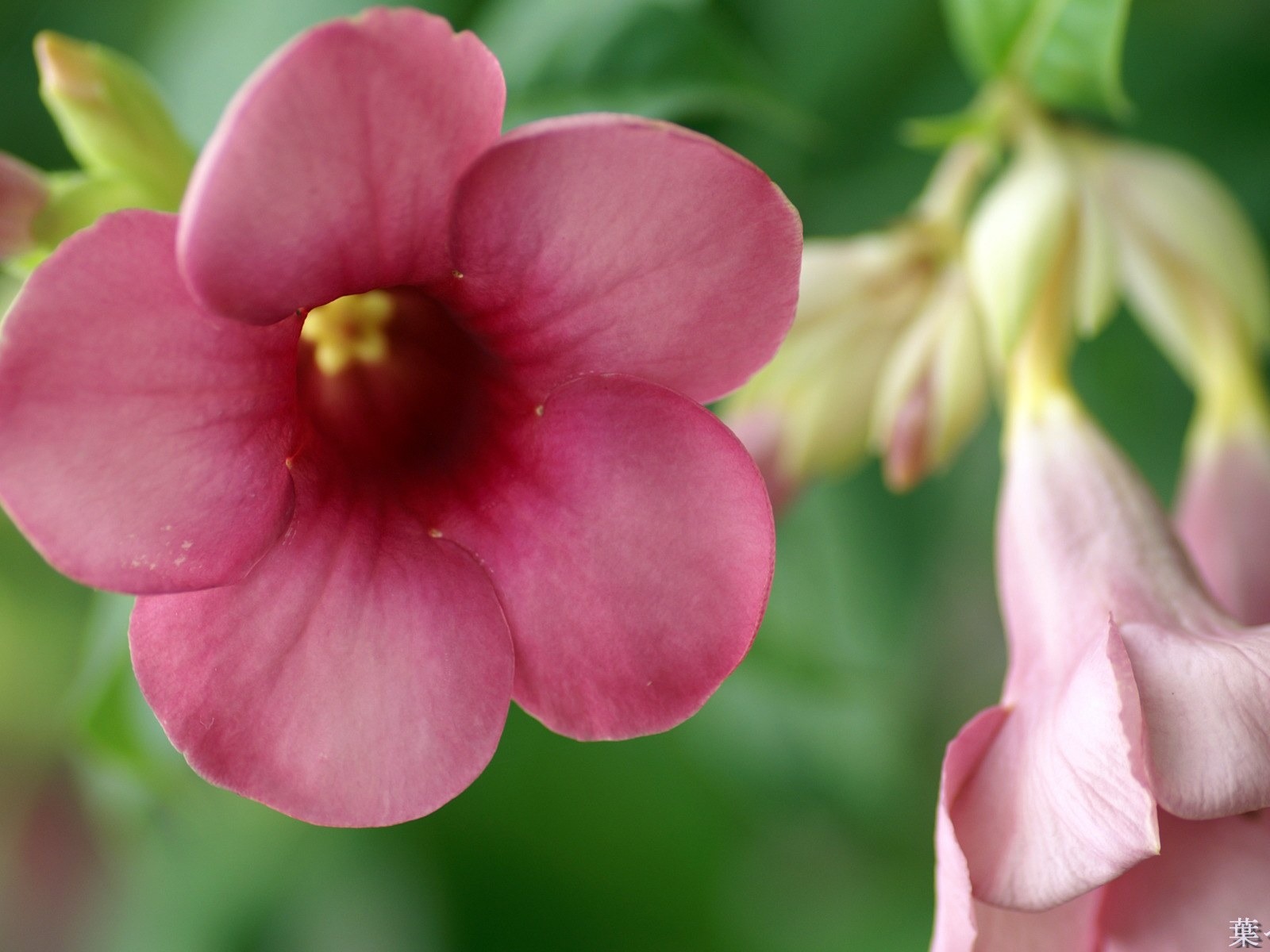 個人花卉攝影高清壁紙 #4 - 1600x1200