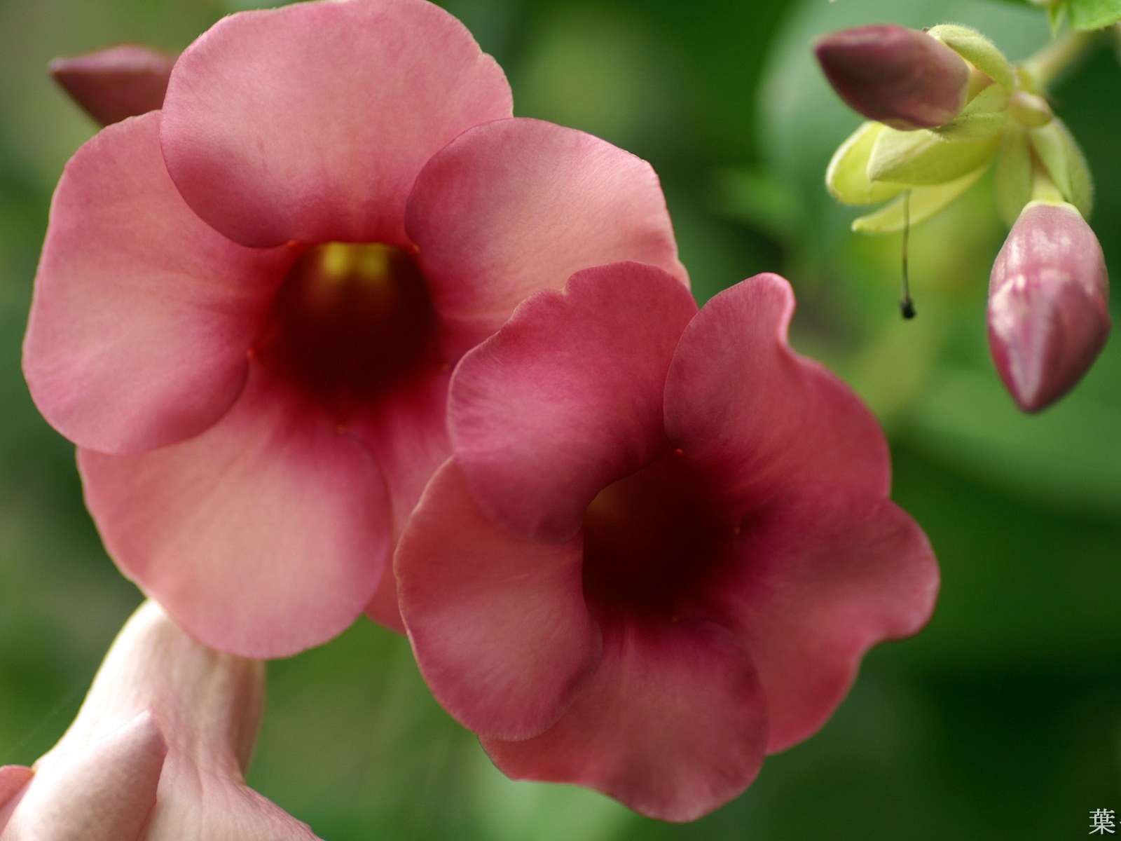 個人花卉攝影高清壁紙 #5 - 1600x1200
