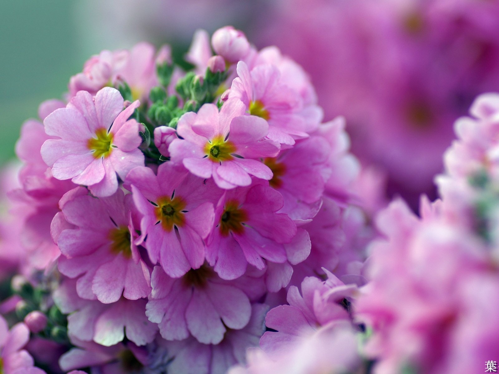 個人花卉攝影高清壁紙 #21 - 1600x1200