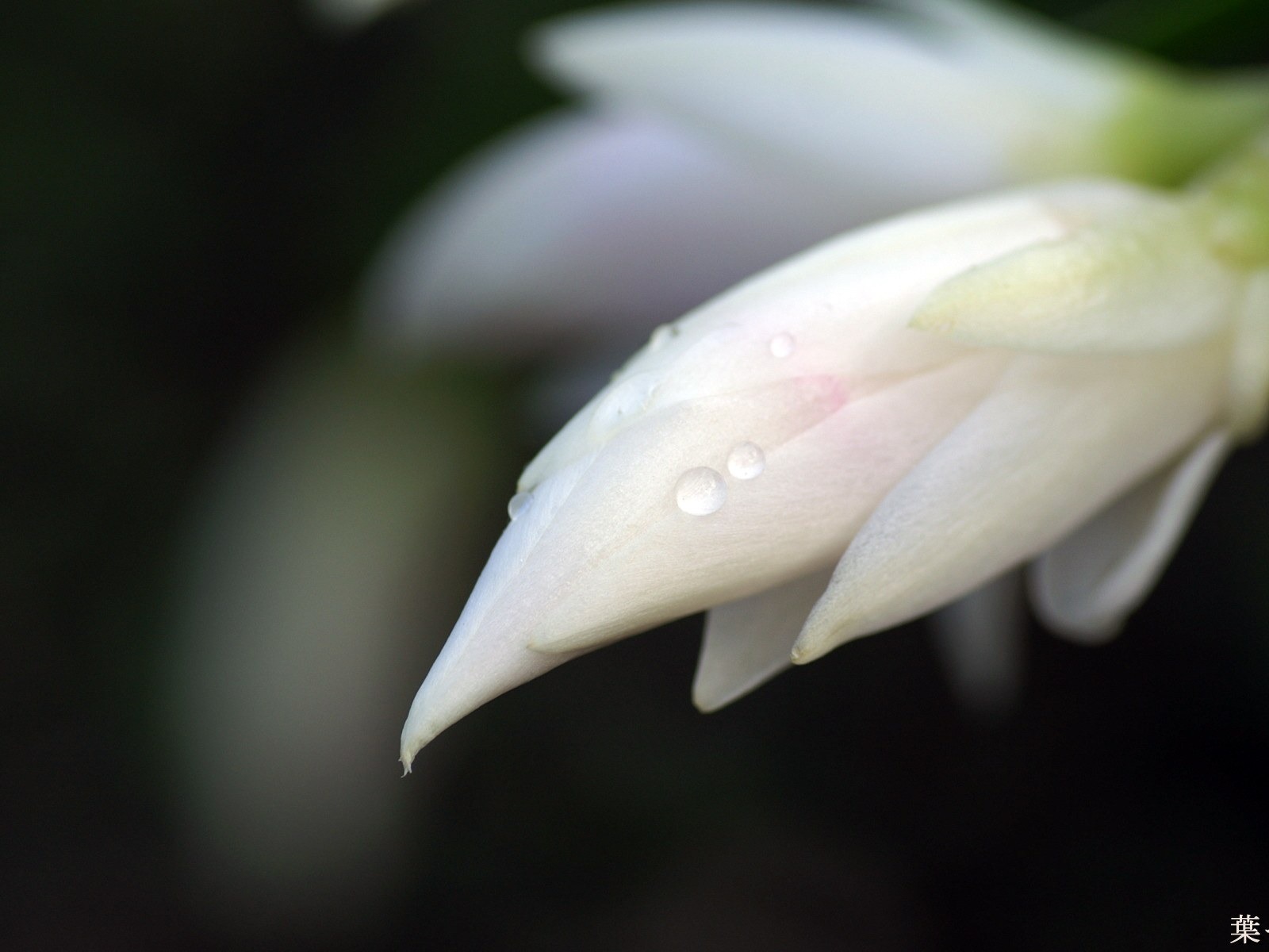個人花卉攝影高清壁紙 #22 - 1600x1200