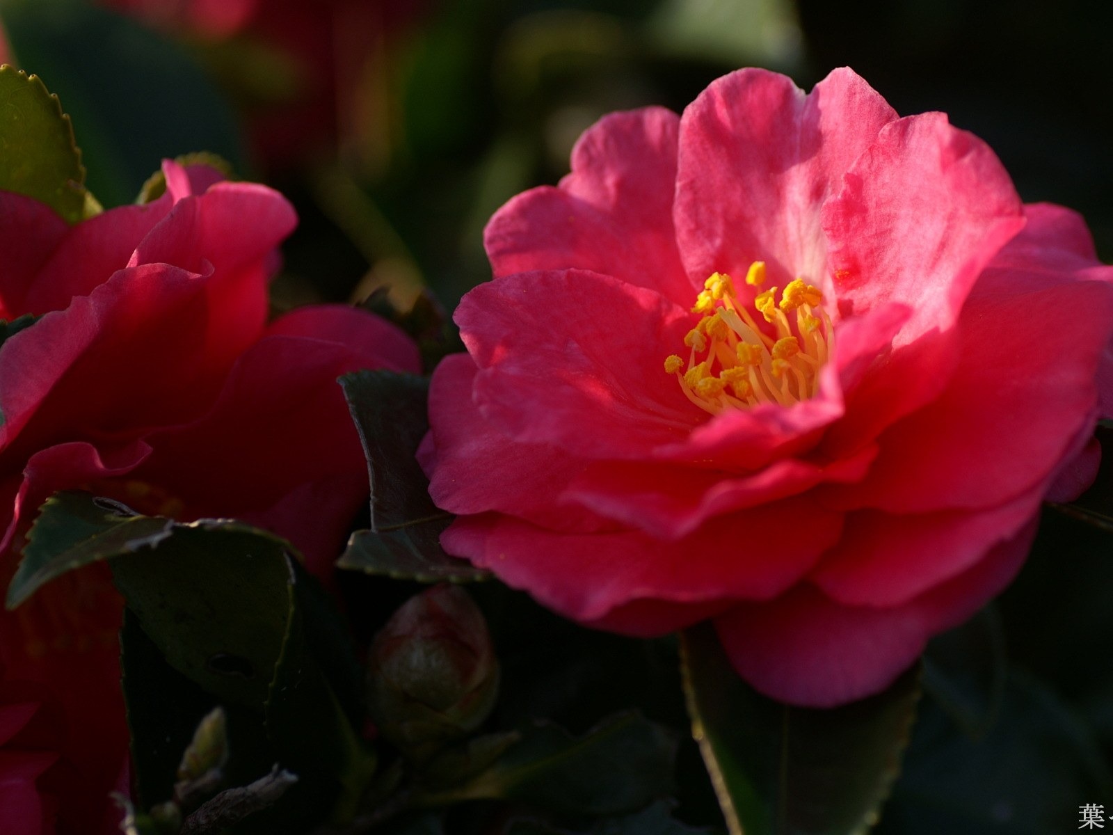 個人花卉攝影高清壁紙 #24 - 1600x1200