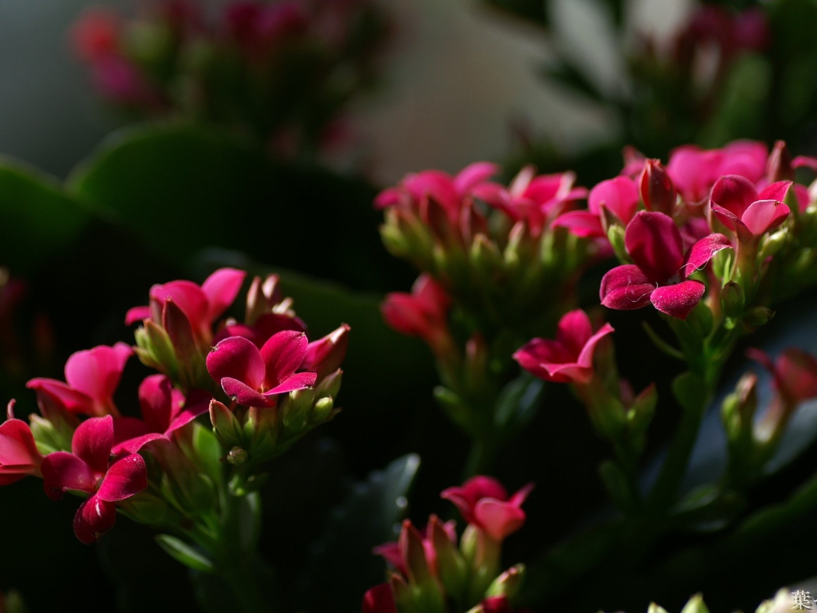 個人花卉攝影高清壁紙 #26 - 1600x1200